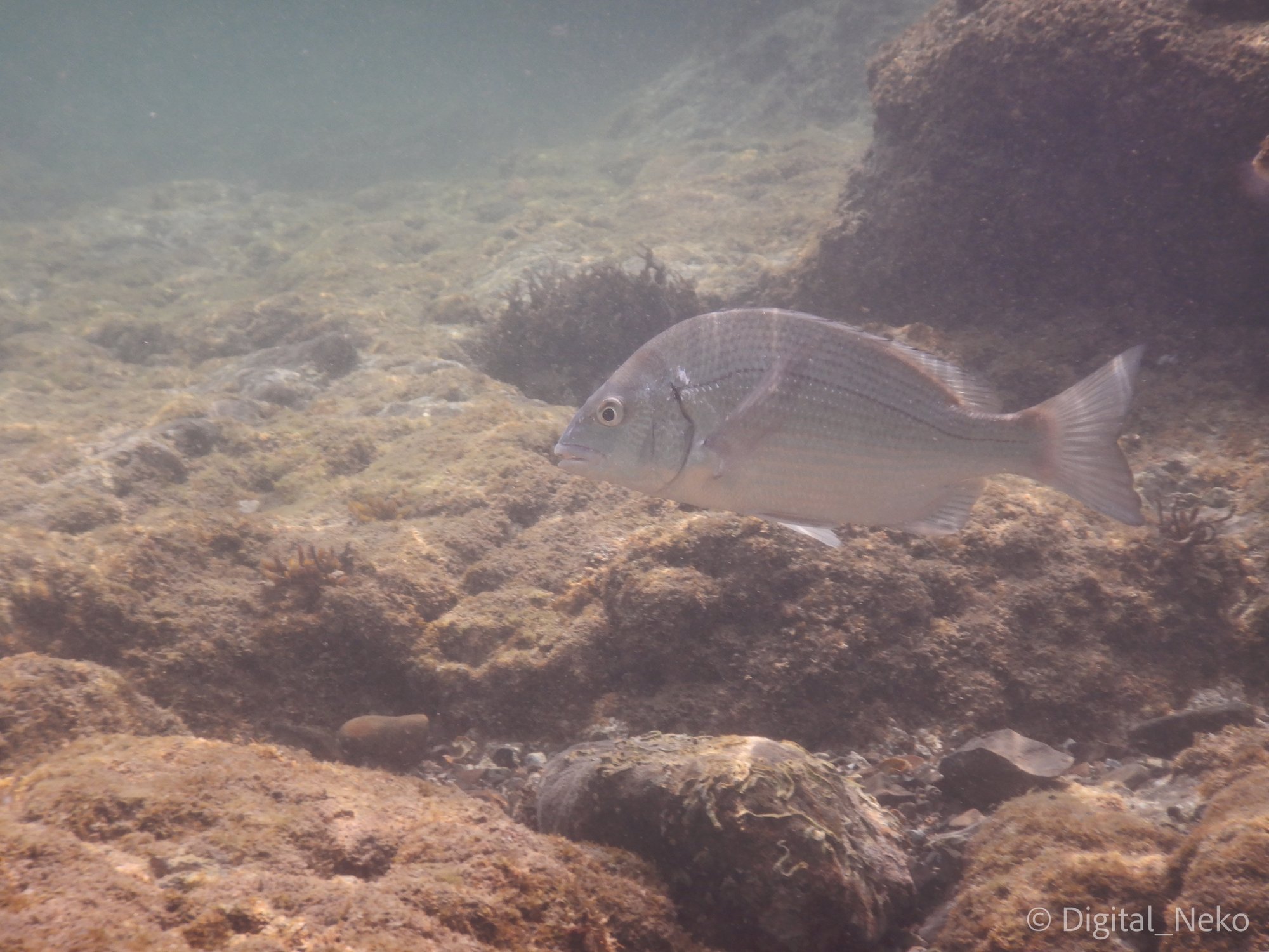 葉山 芝崎海岸の水中風景 夏はシュノーケリングへ けえる Note 葉山 芝崎海岸の水中風景 夏はシュノーケリングへ けえる Note