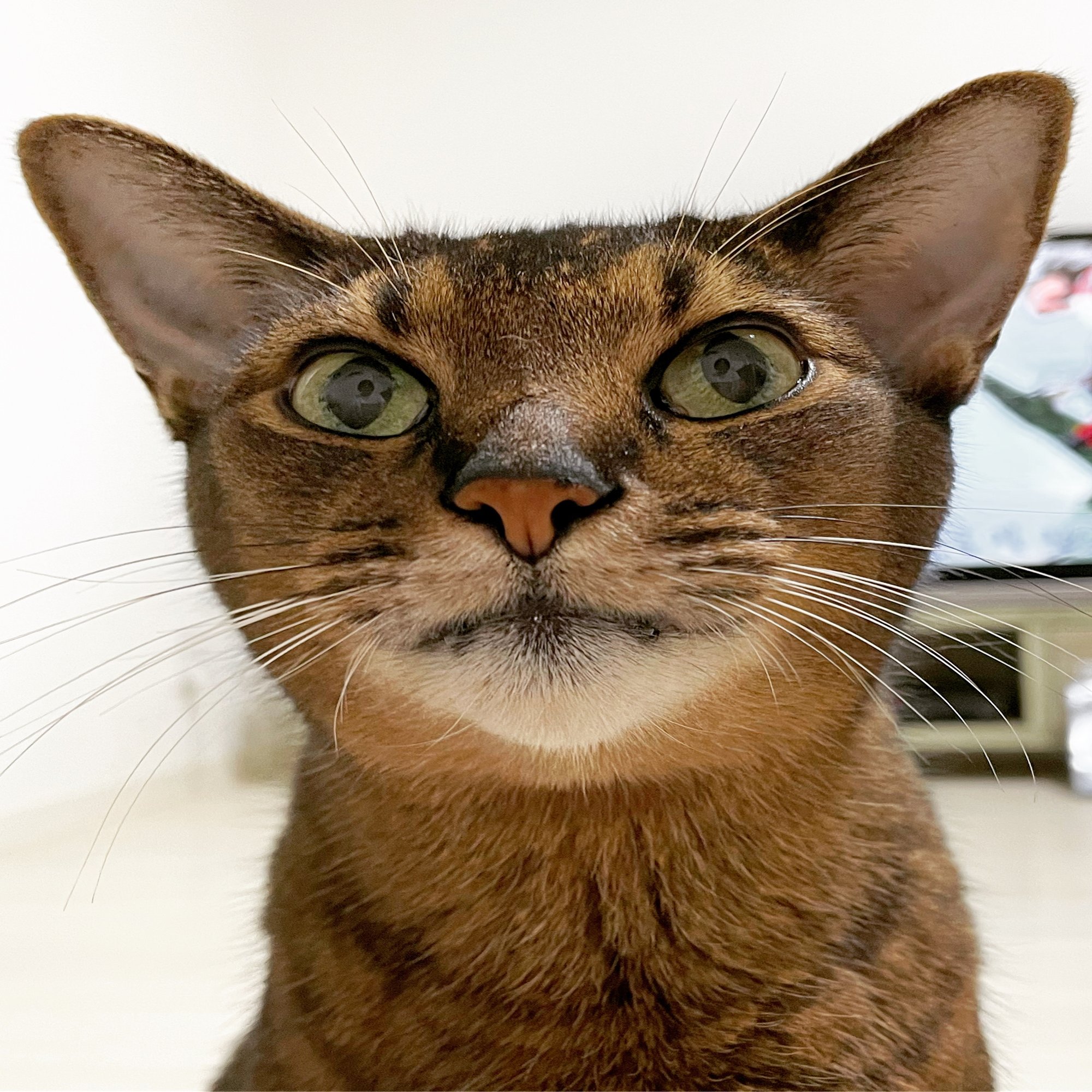 愛猫がぬり絵に参加しました みちゅねこ Note