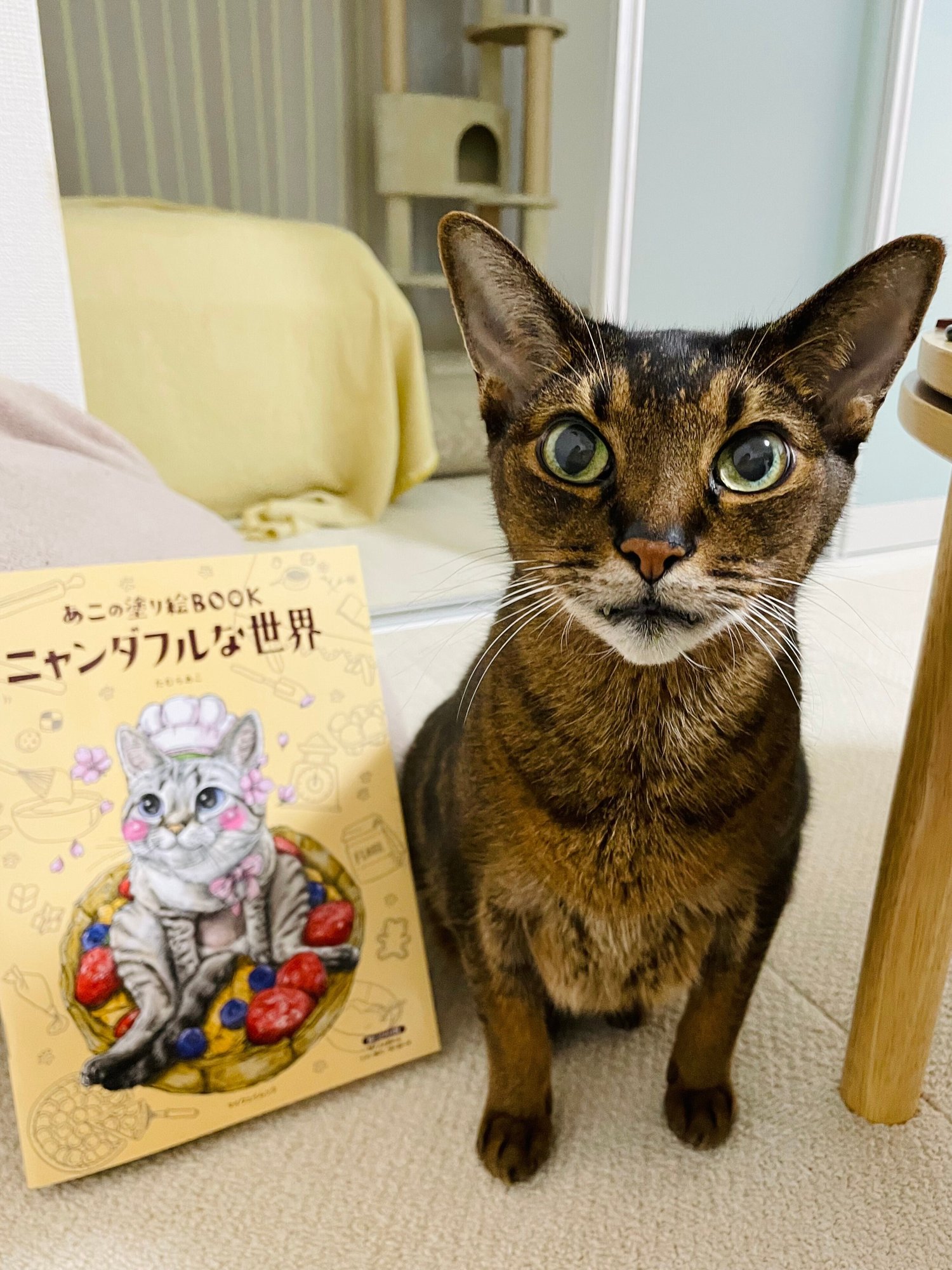 愛猫がぬり絵に参加しました みちゅねこ Note 愛猫がぬり絵に参加しました みちゅねこ Note