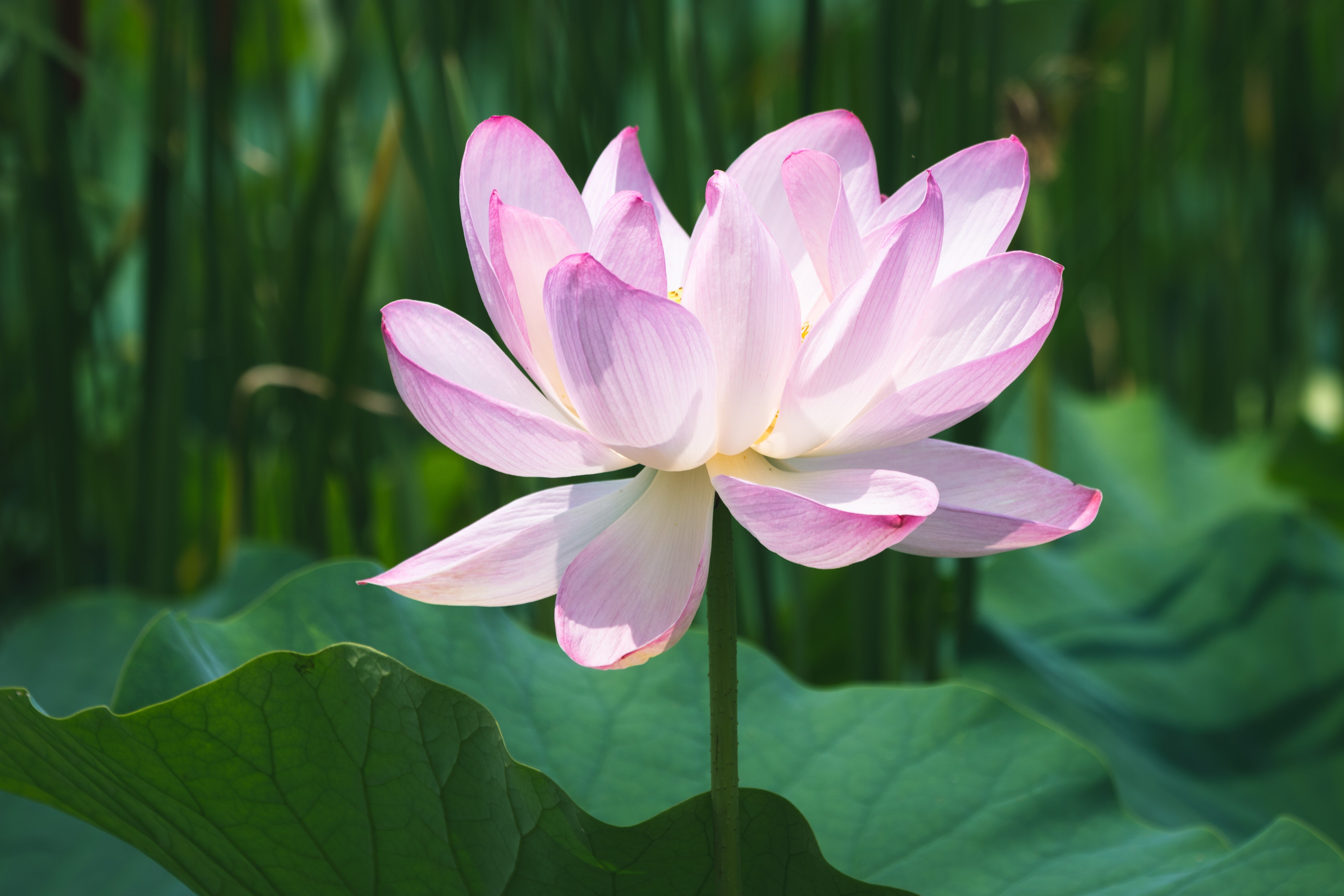 蓮花 早起きさえできれば、近場で蓮咲く極楽浄土を味わえるのに。｜阪口
