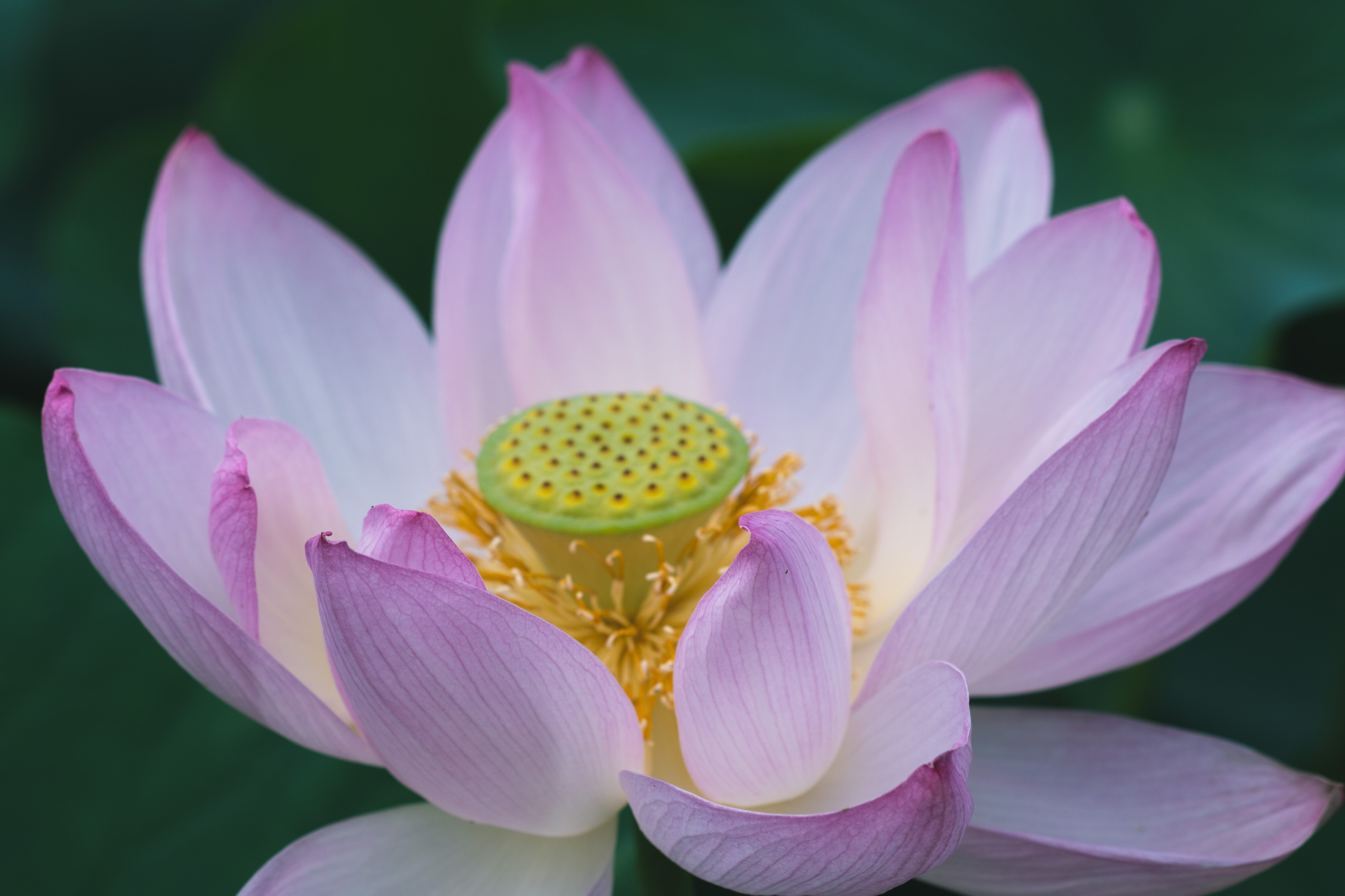早起きさえできれば、近場で蓮咲く極楽浄土を味わえるのに。｜阪口