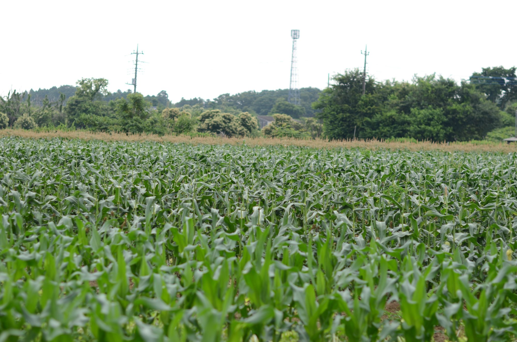 根性で負けない 朝採れトウモロコシの当日配達にこだわる 茨城県公式 シェフと茨城 根性で負けない 朝採れトウモロコシの当日配達にこだわる 茨城県公式 シェフと茨城