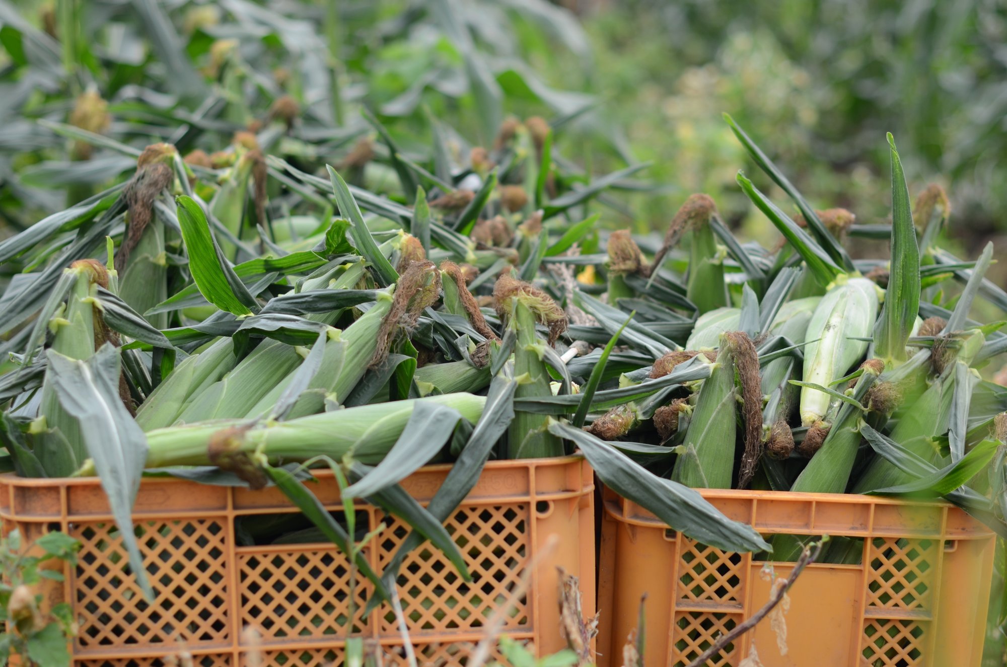 根性で負けない 朝採れトウモロコシの当日配達にこだわる 茨城県公式 シェフと茨城 根性で負けない 朝採れトウモロコシの当日配達にこだわる 茨城県公式 シェフと茨城