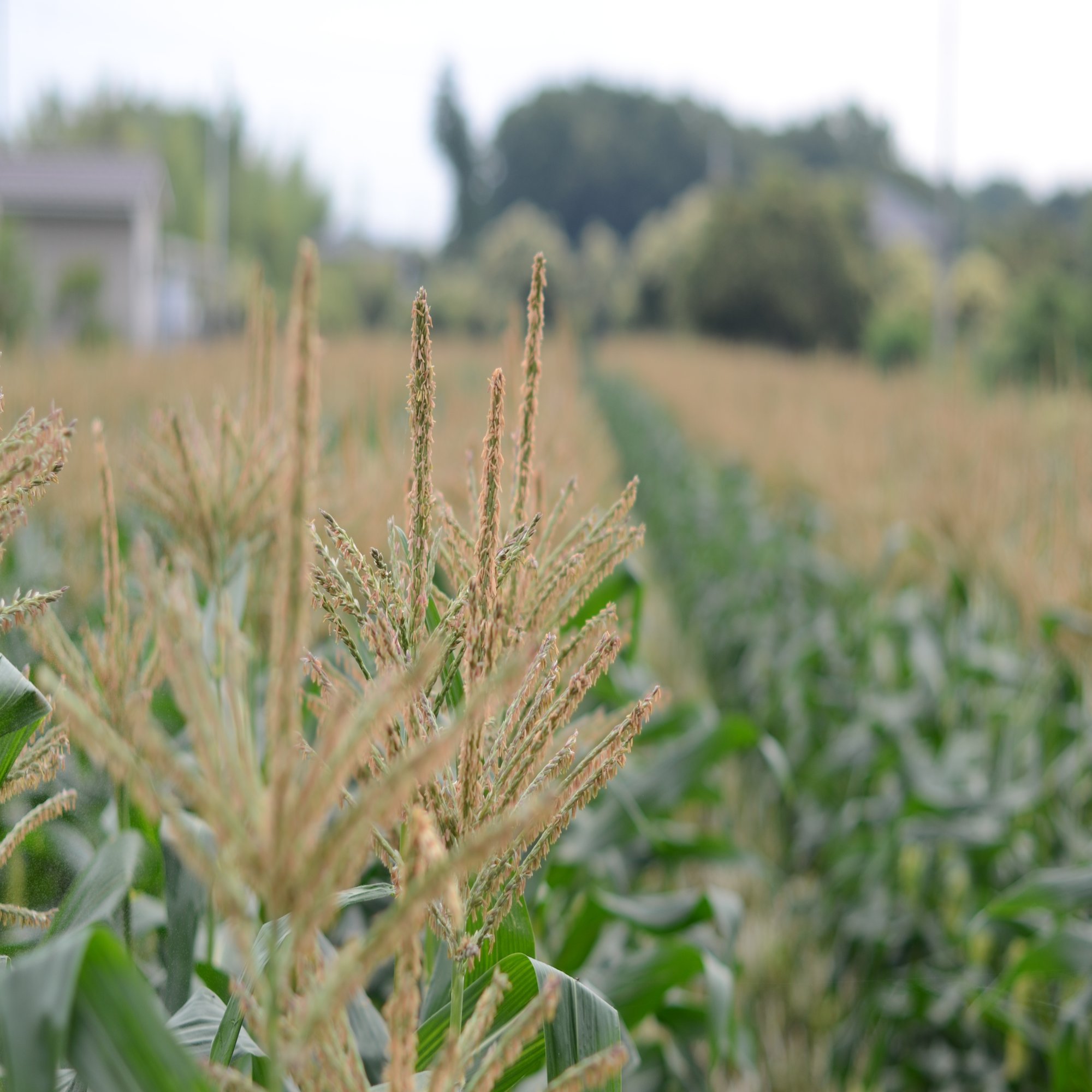 根性で負けない 朝採れトウモロコシの当日配達にこだわる 茨城県公式 シェフと茨城