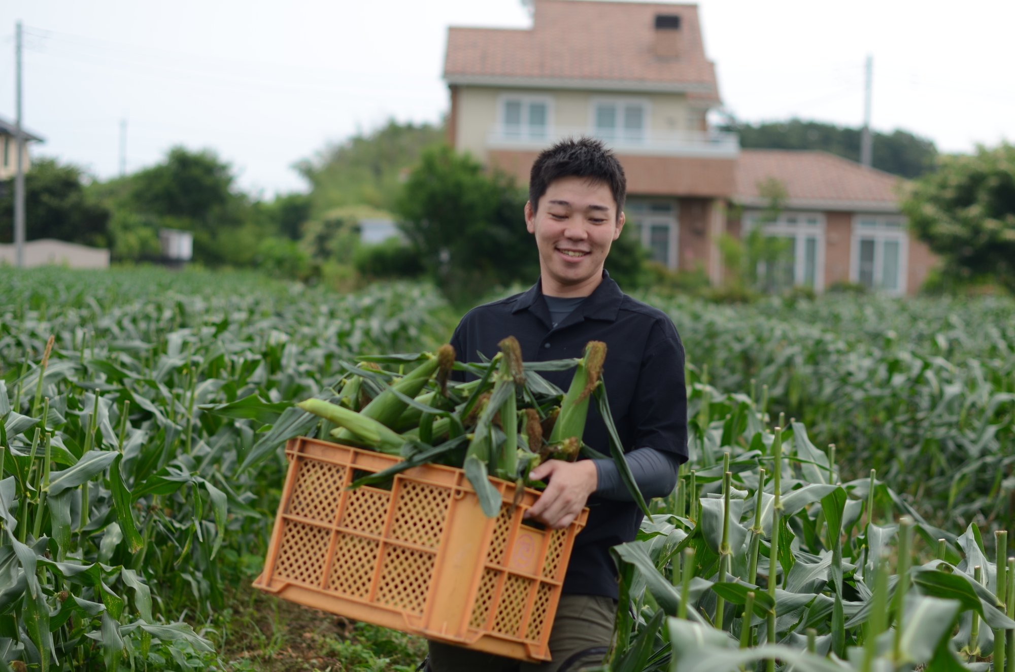 根性で負けない 朝採れトウモロコシの当日配達にこだわる 茨城県公式 シェフと茨城 根性で負けない 朝採れトウモロコシの当日配達にこだわる 茨城県公式 シェフと茨城