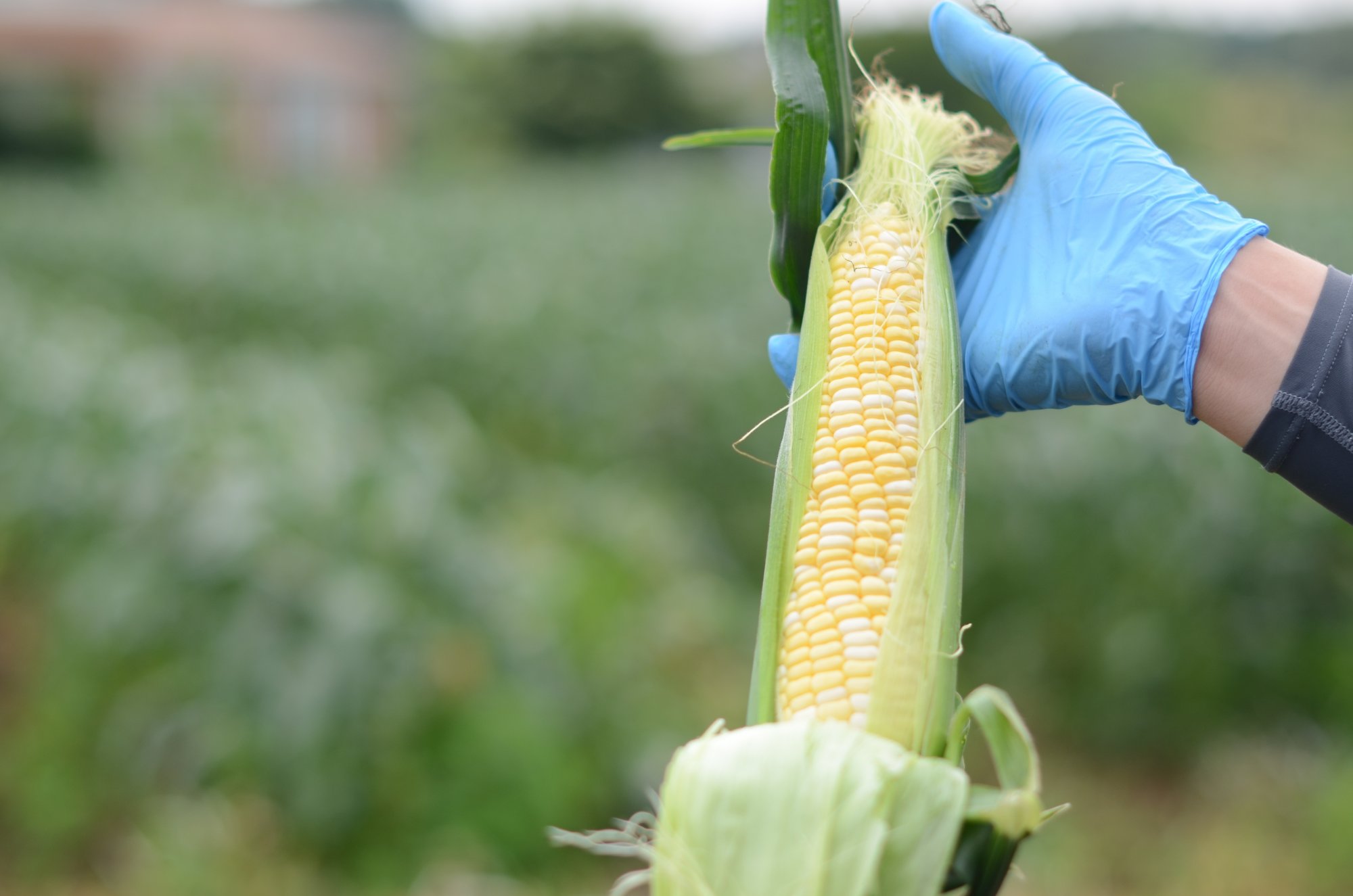 根性で負けない 朝採れトウモロコシの当日配達にこだわる 茨城県公式 シェフと茨城 根性で負けない 朝採れトウモロコシの当日配達にこだわる 茨城県公式 シェフと茨城