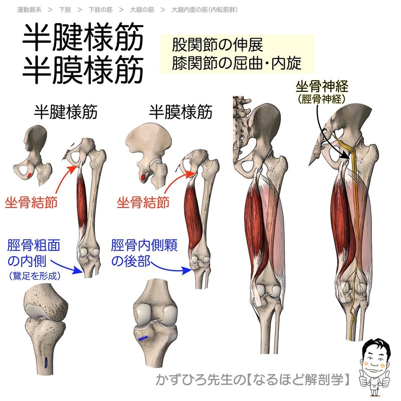 下肢の筋カード 起始 停止 支配神経 かずひろ先生 黒澤一弘 解剖学 Note
