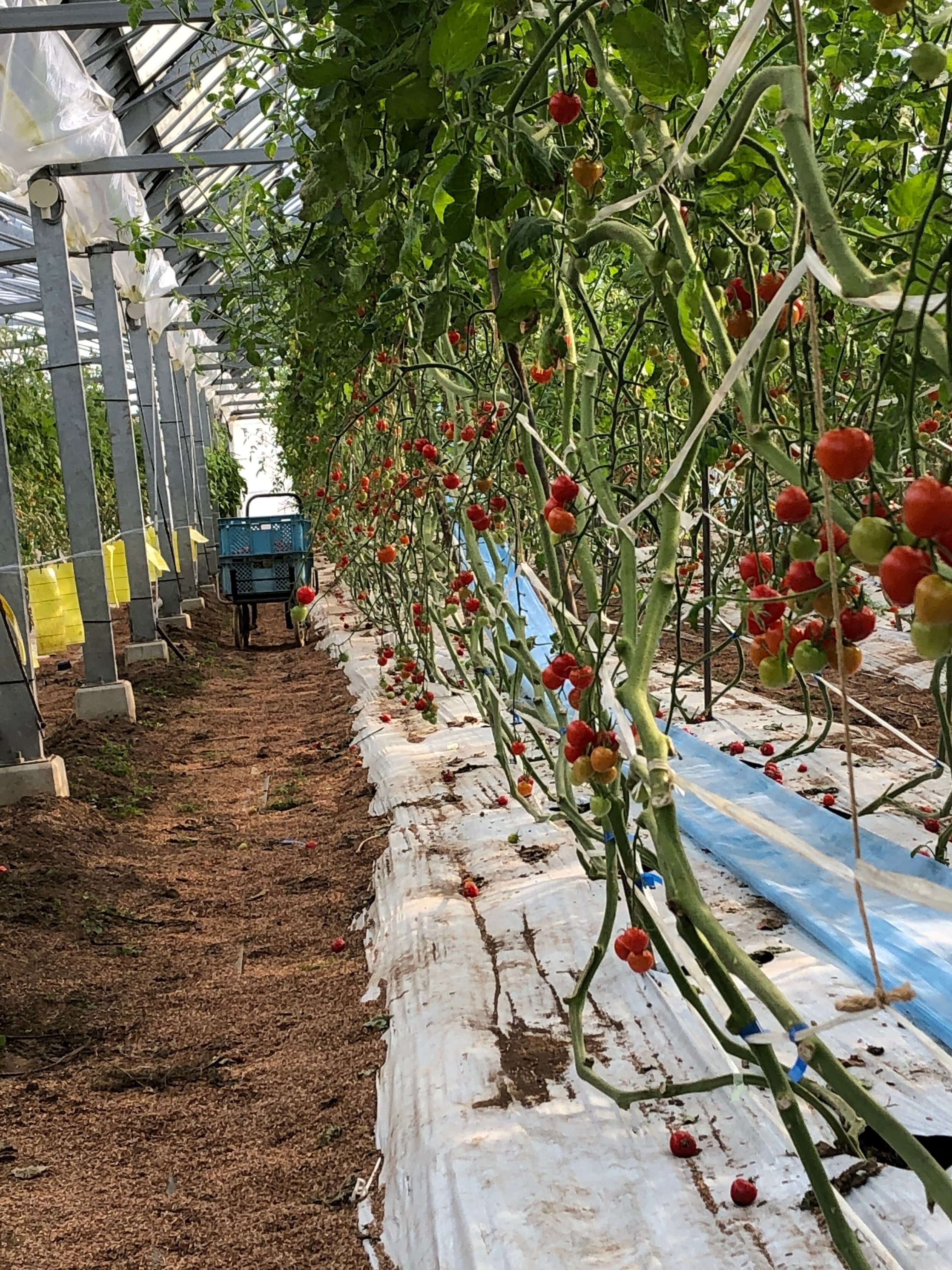 完全有機農法で育てた 熊本の野菜やフルーツ｜Let(レット)【公式】