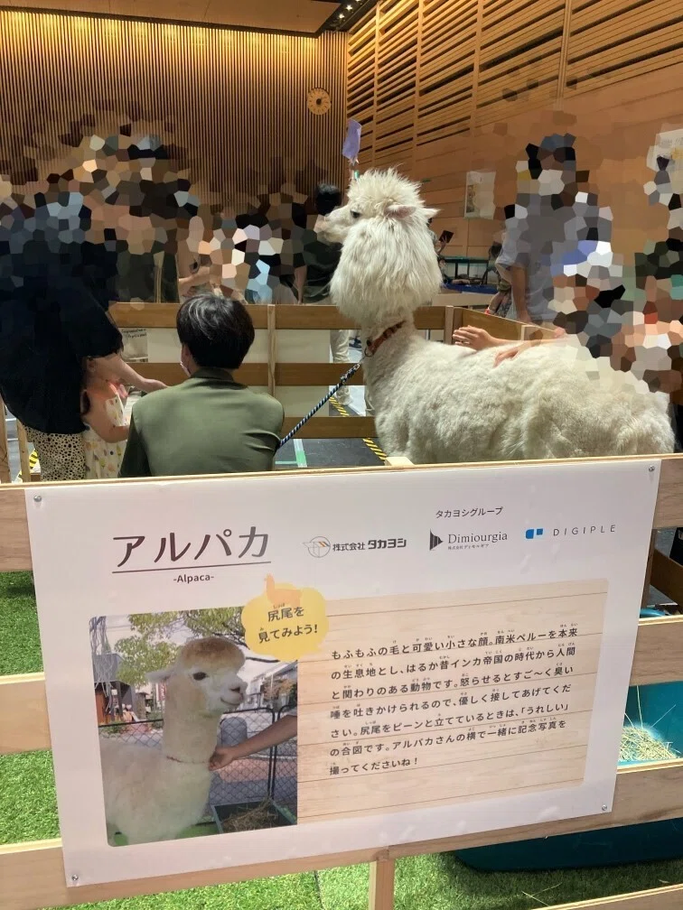 アルパカさんまとめ売り アルパカさんがやってくる｜鉄家具と暮らす