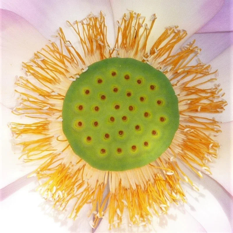 蓮華の中心にあって、それを展開せしめる花托|Satoru Teshgaura