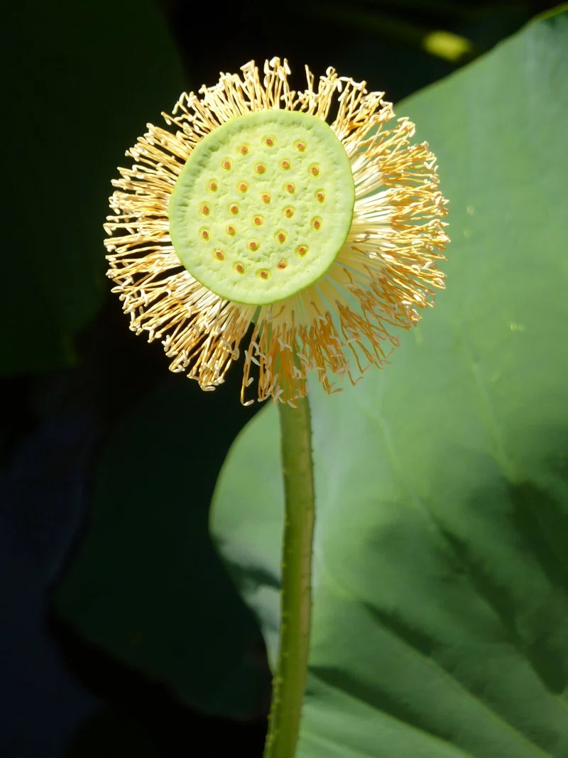 蓮華の中心にあって、それを展開せしめる花托|Satoru Teshgaura