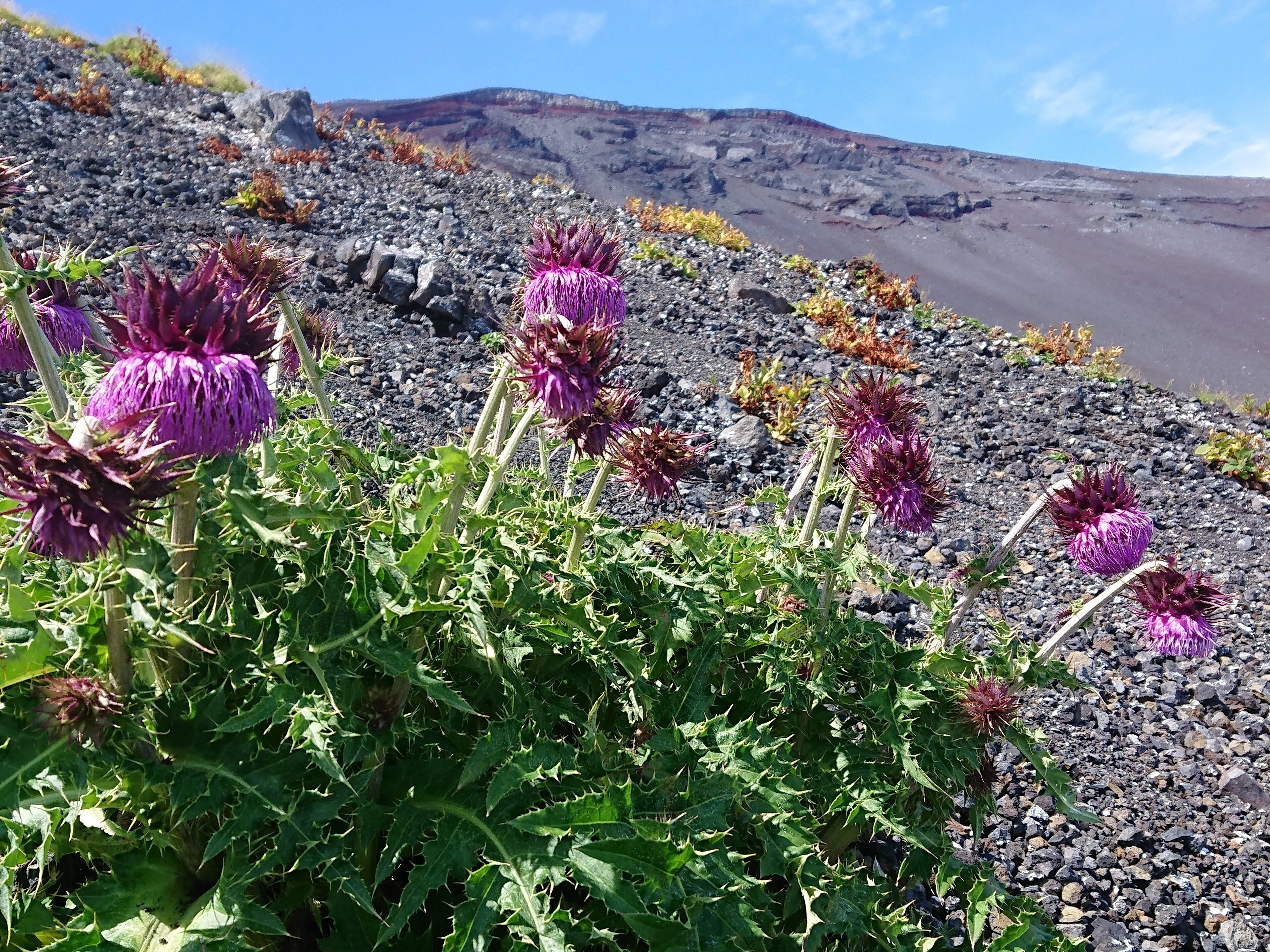 富士山自然図鑑④（ラジオ原稿）「高山植物が無い？！」※無料｜岩崎 仁
