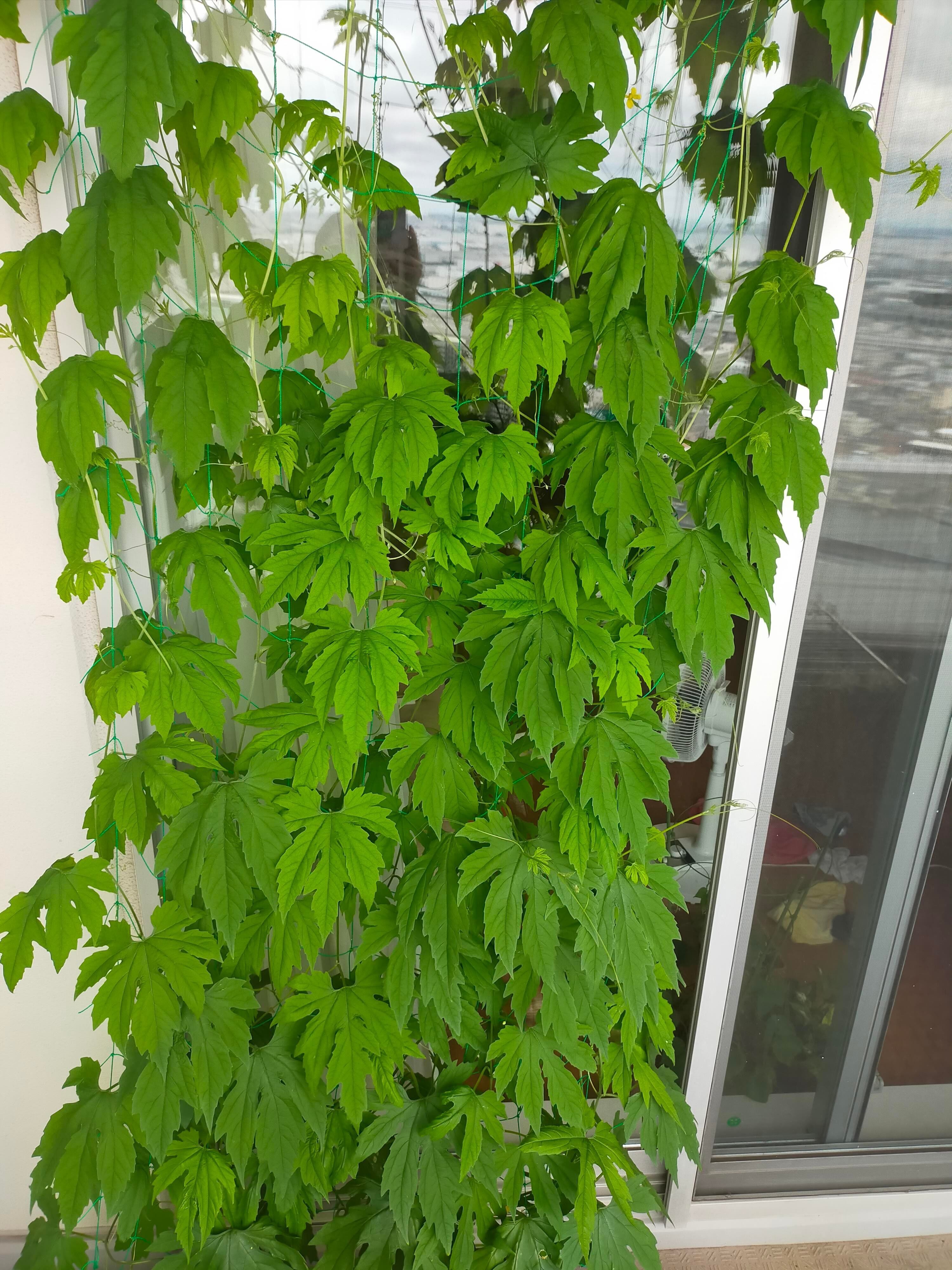 緑のカーテンができてきた マンションベランダでのゴーヤ栽培１ヶ月経過 主夫リーランス Note