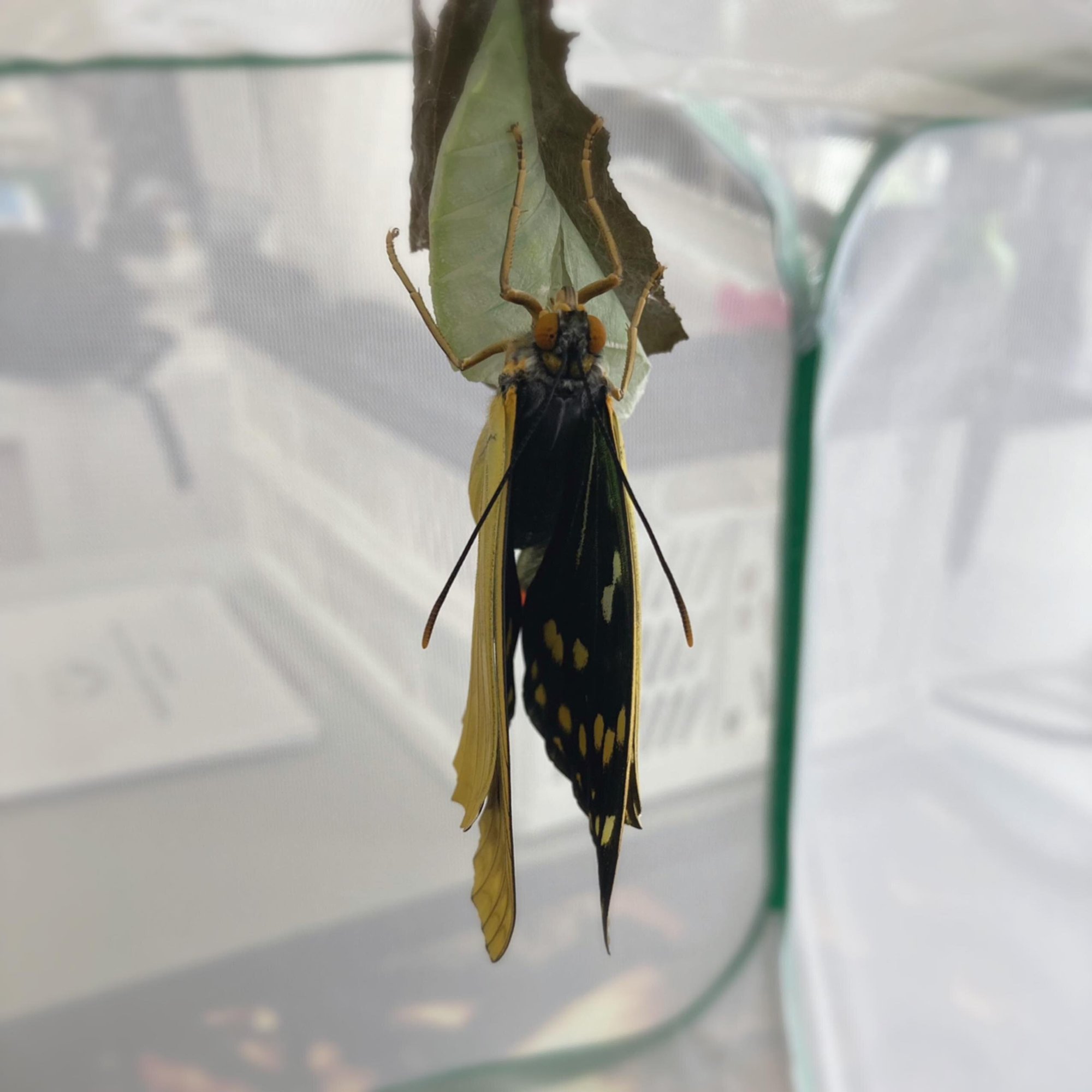 2 栗山町のシンボル オオムラサキの飼育日記 しゃしん くりやまのおと 2 栗山町のシンボル オオムラサキの飼育日記 しゃしん くりやまのおと