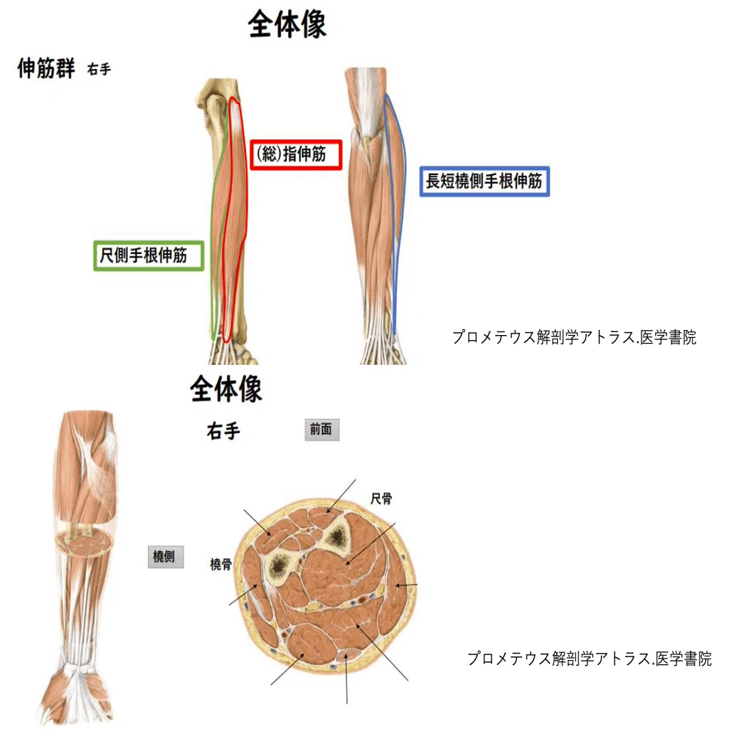 機能解剖と触診〜尺側手根伸筋〜セミナー動画【サロンVIP会員無料】 1