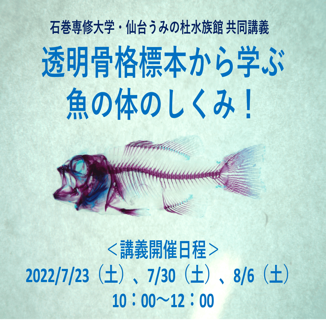 この夏！うみの杜で透明骨格標本を作ろう！｜仙台うみの杜水族館
