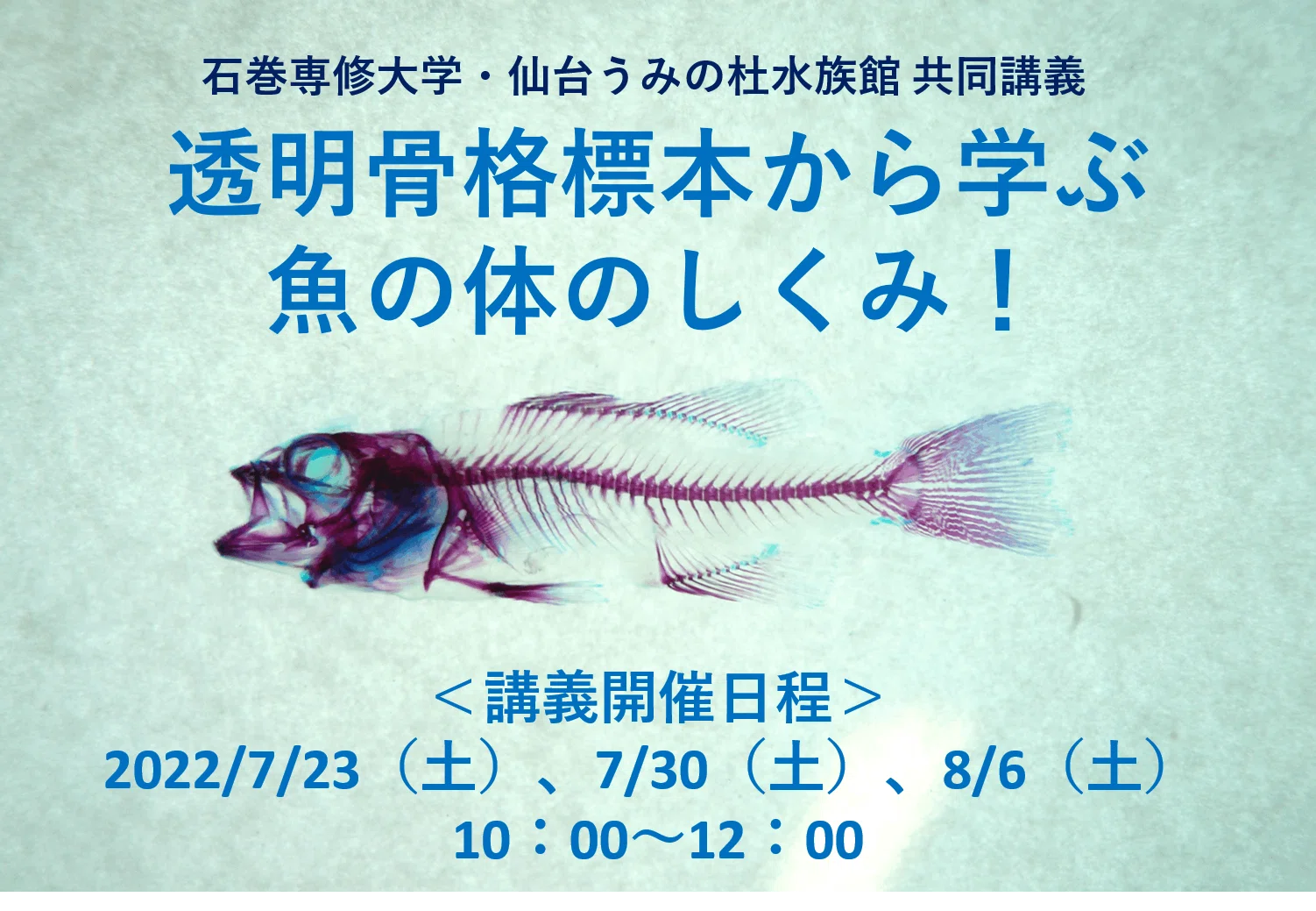 この夏!うみの杜で透明骨格標本を作ろう!|仙台うみの杜水族館 この夏!うみの杜で透明骨格標本を作ろう!|仙台うみの杜水族館