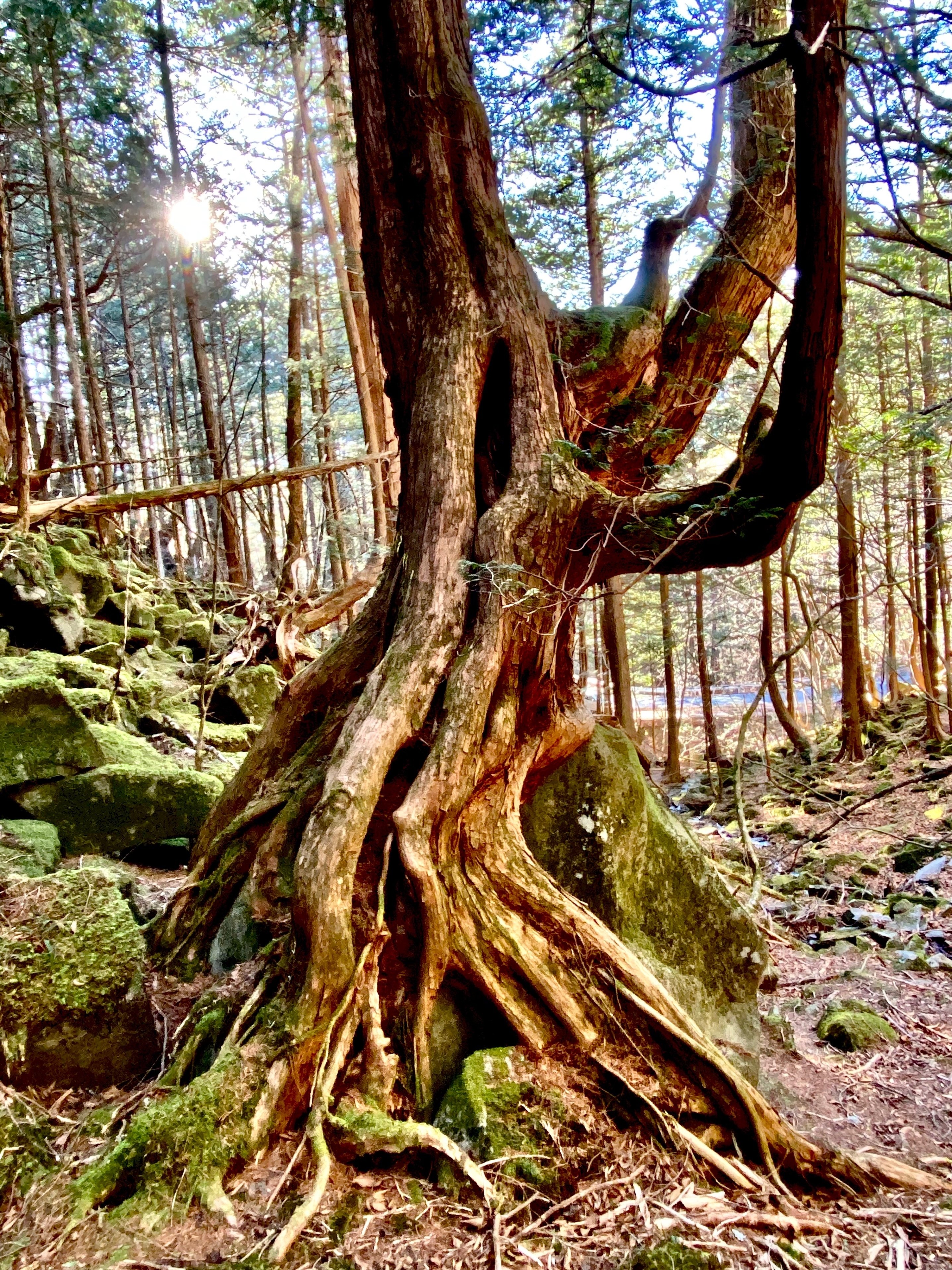 天然木自然木切り株