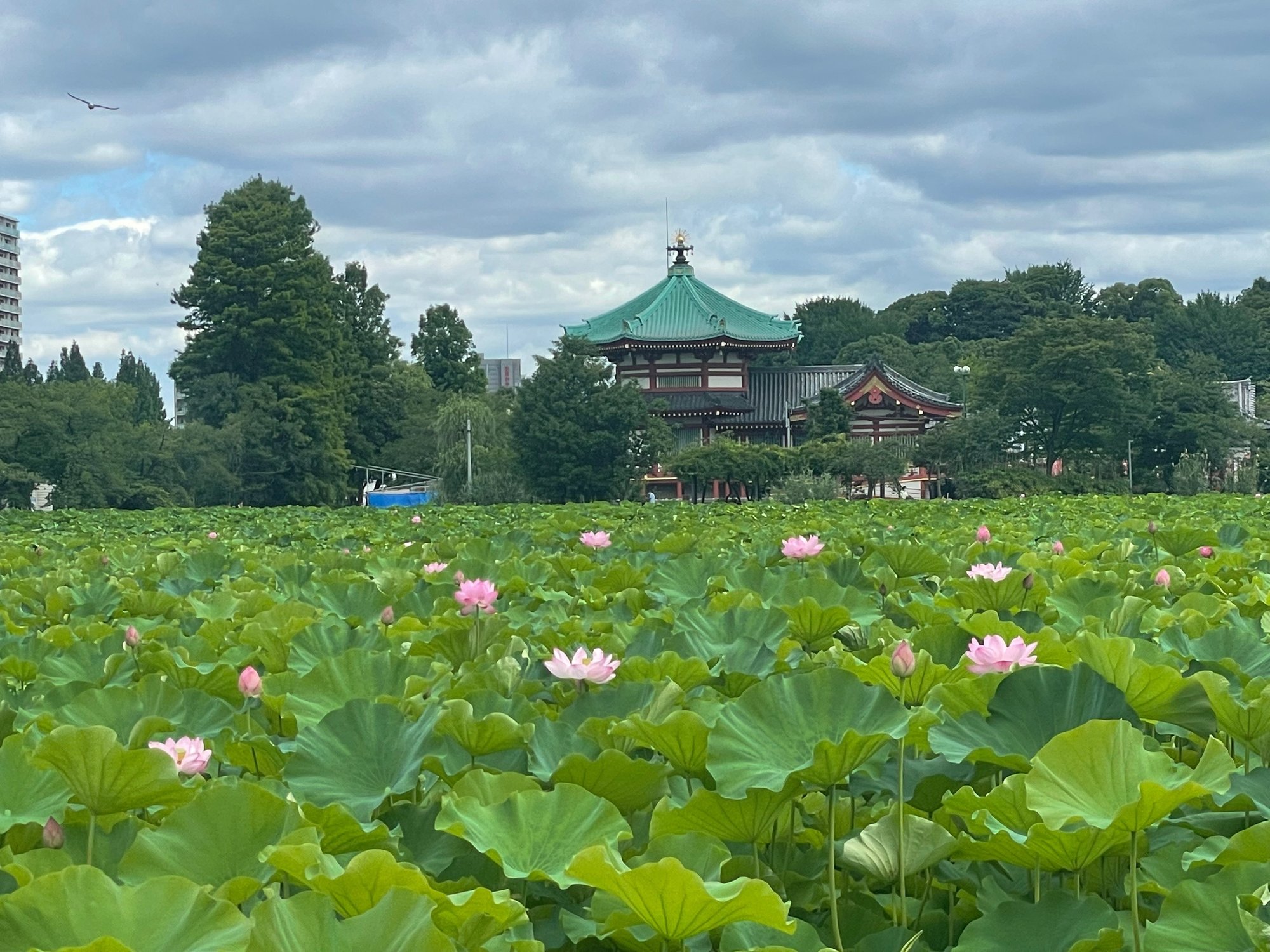 不忍池の蓮 7月8日撮影 上野案内所 Note 不忍池の蓮 7月8日撮影 上野案内所 Note