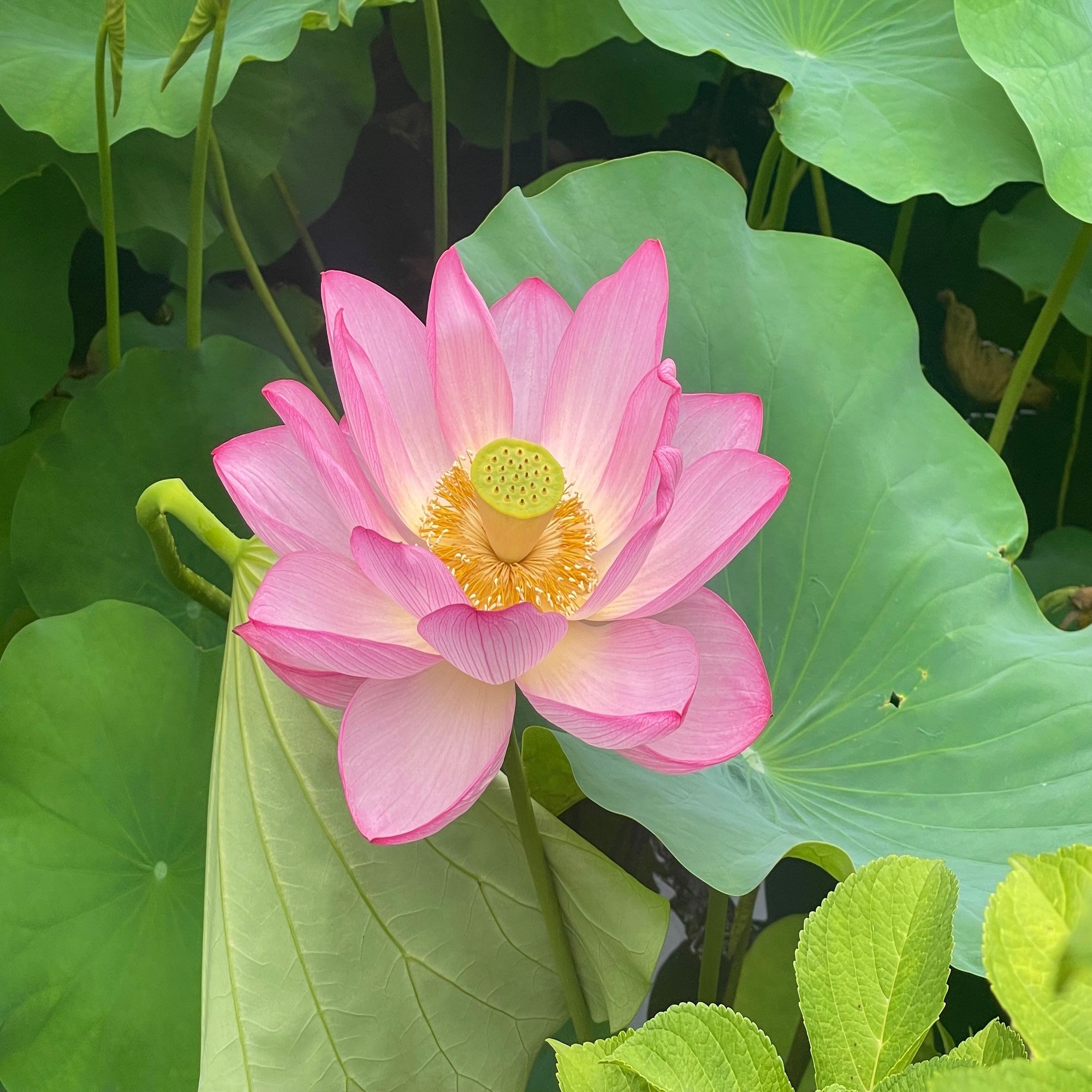 不忍池の蓮 7月8日撮影 上野案内所 Note