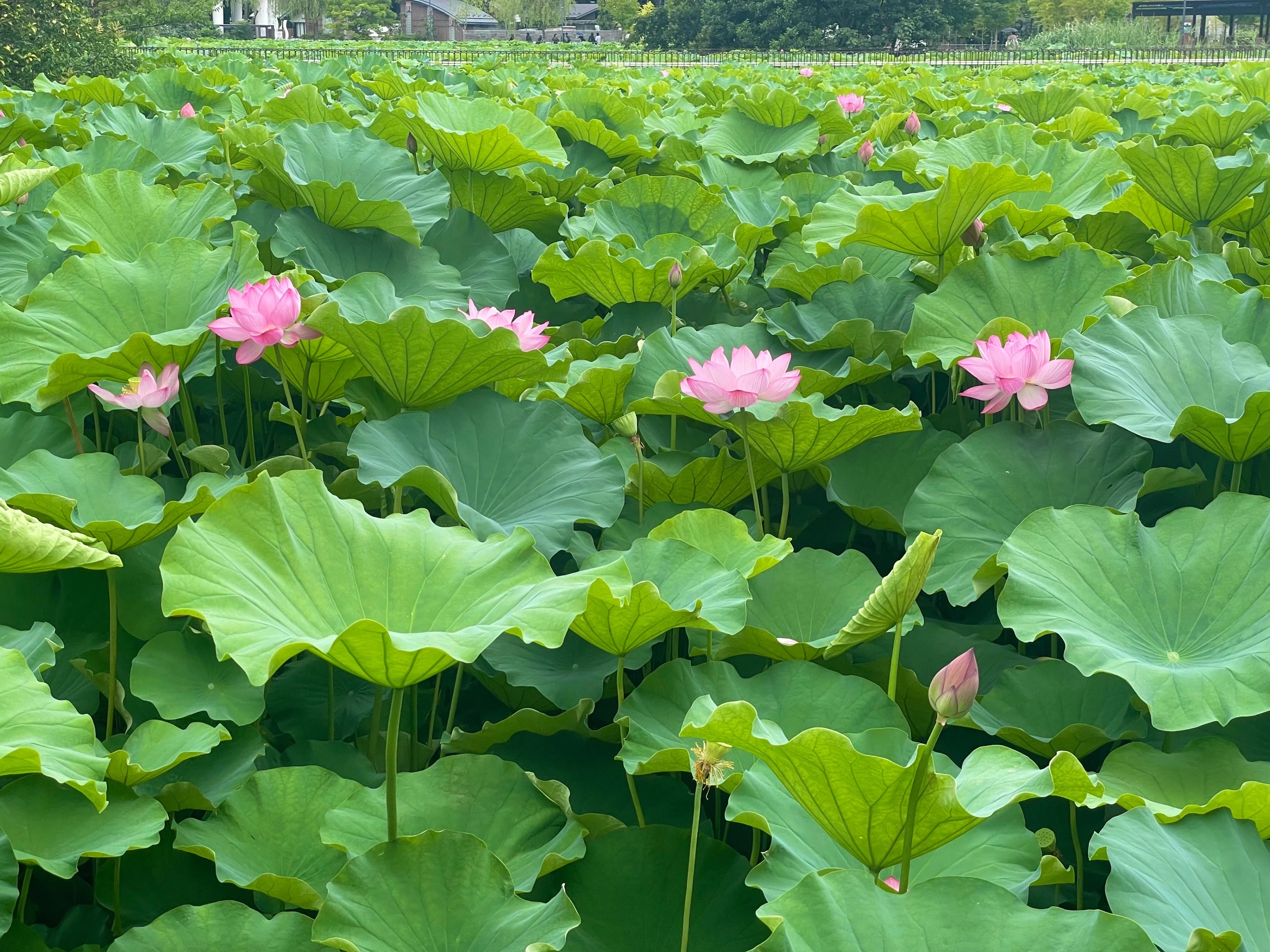 不忍池の蓮（7月8日撮影）｜上野案内所