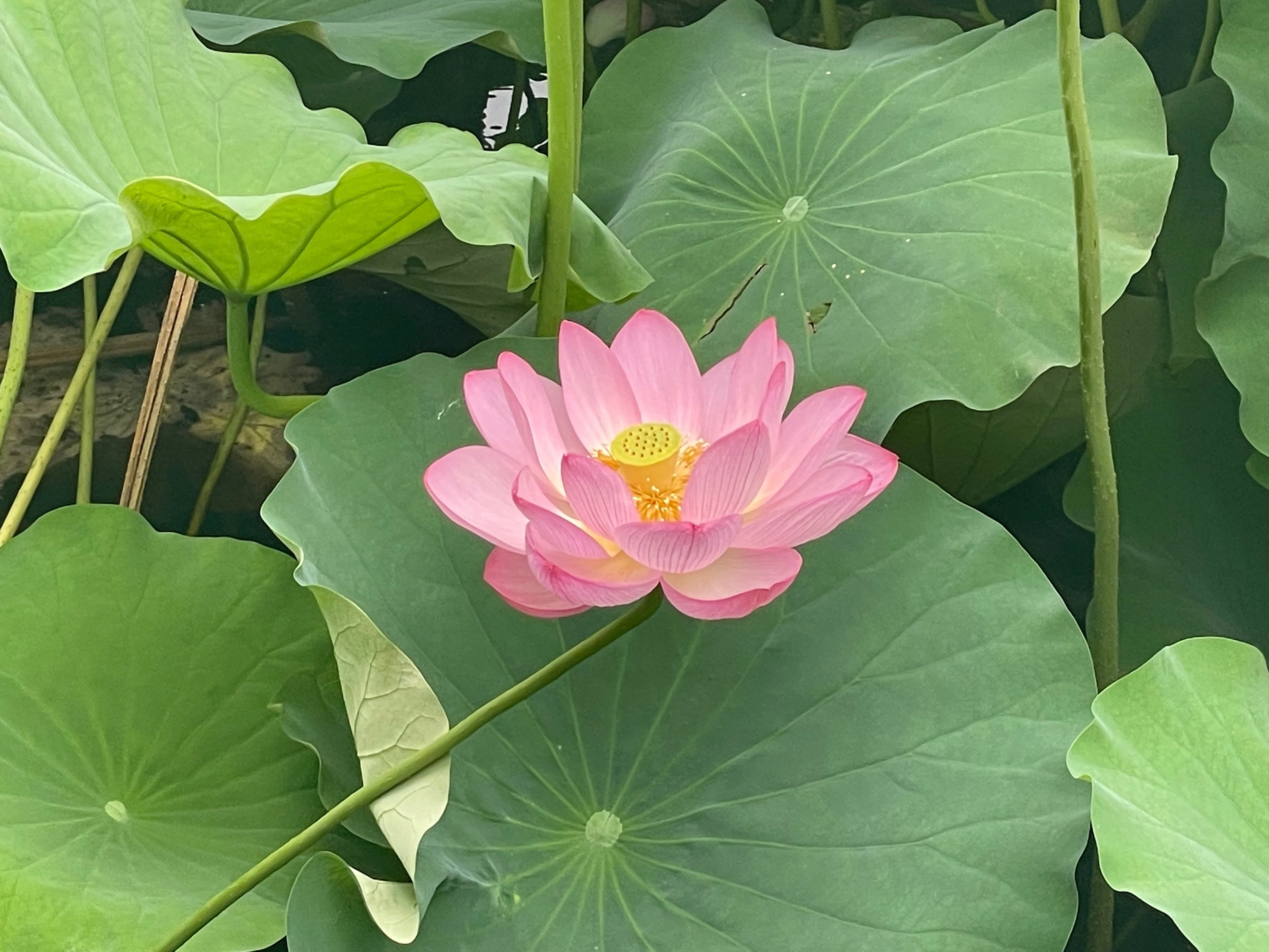 不忍池の蓮（7月8日撮影）｜上野案内所