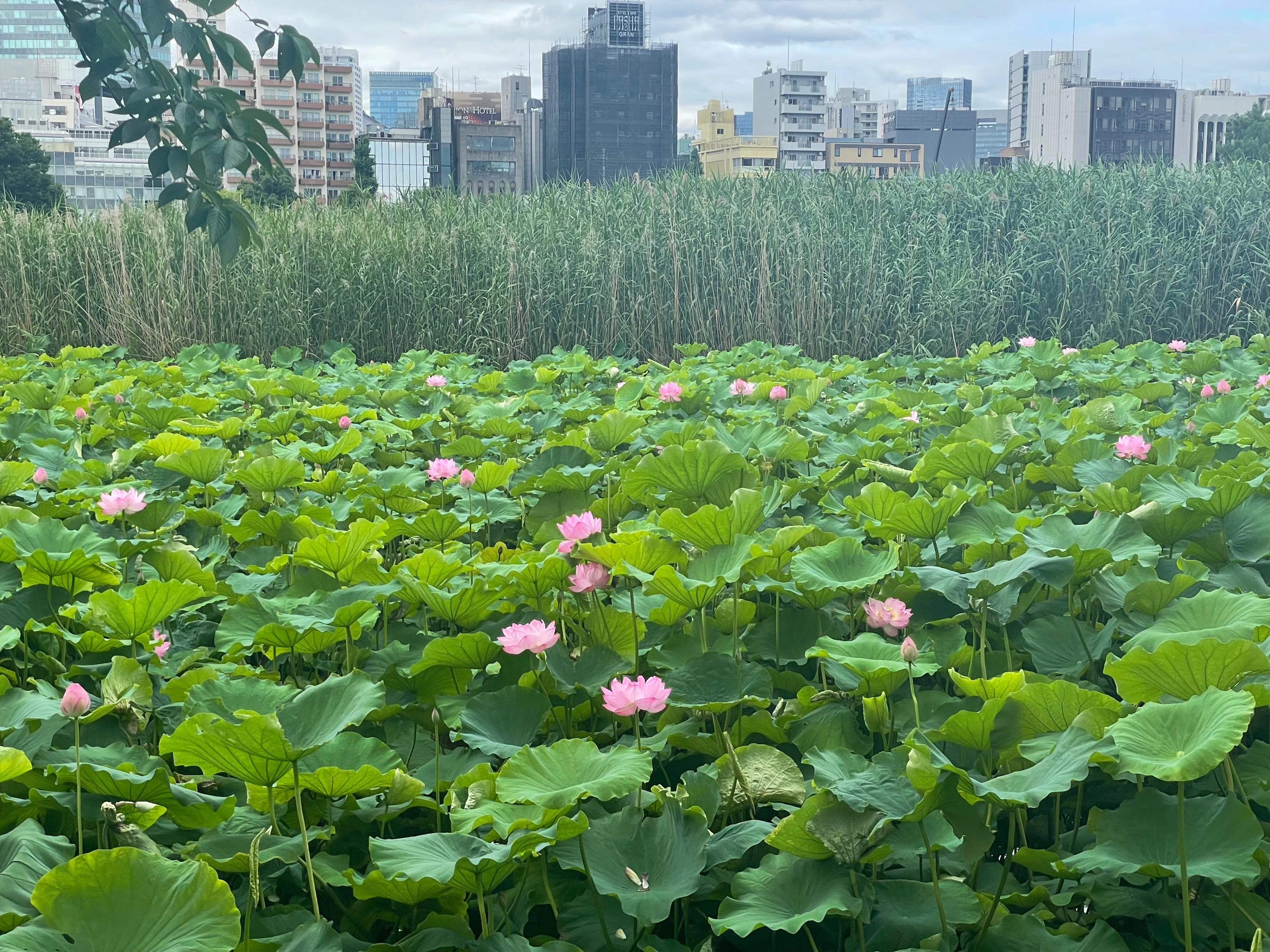 不忍池の蓮（7月8日撮影）｜上野案内所
