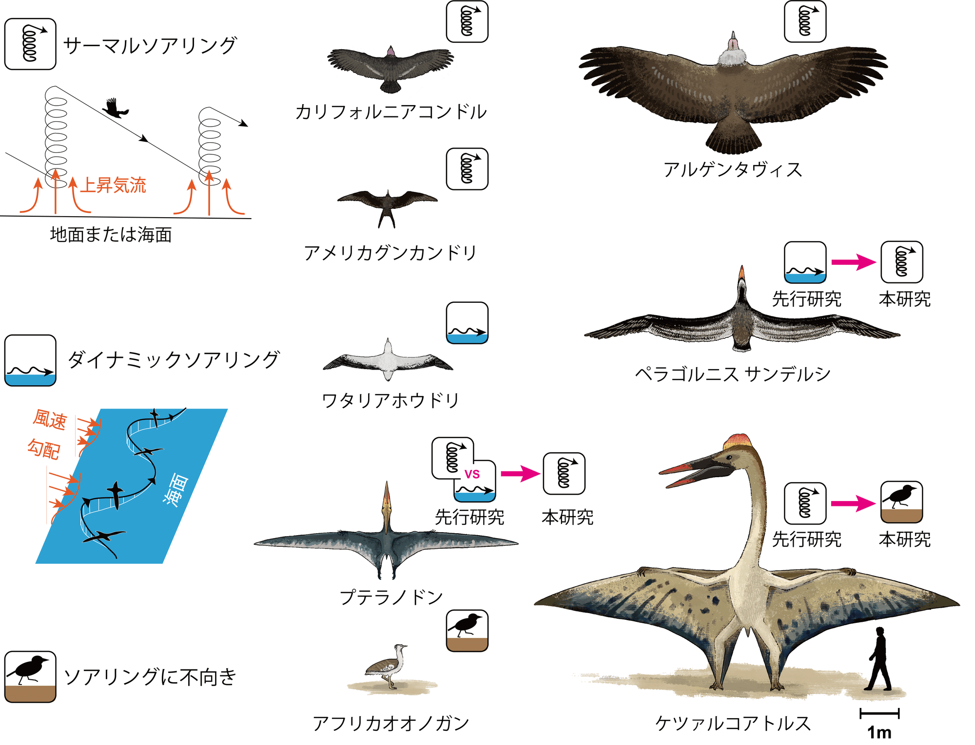 65 巨大翼竜は空を飛べなかった 力学計算から見えてきた新事実 名古屋大学学術研究 産学官連携推進本部 Note 65 巨大翼竜は空を飛べなかった 力学計算から見えてきた新事実 名古屋大学学術研究 産学官連携推進本部 Note