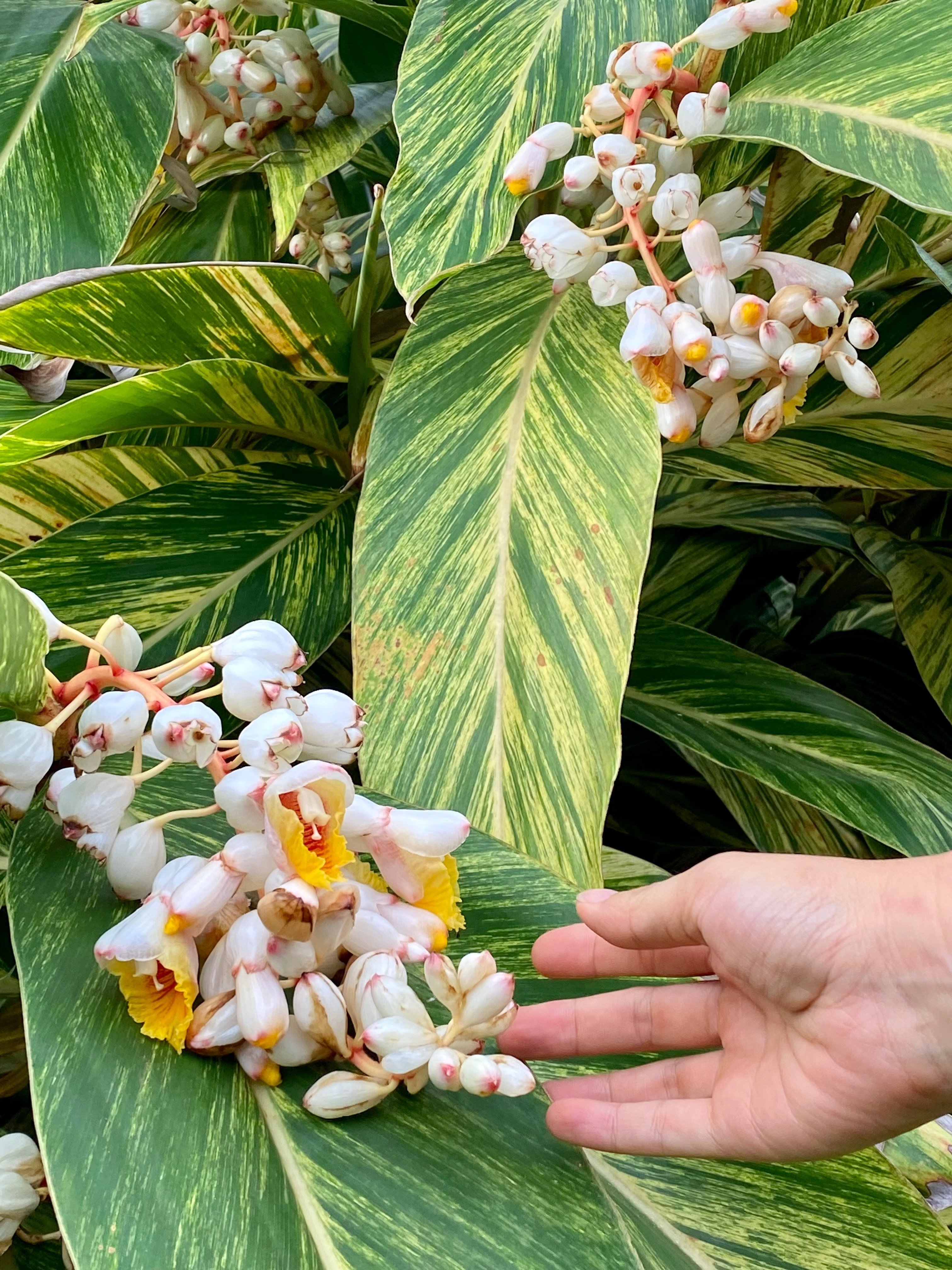 南国鹿児島の南国ぽい植物の話ーうっとりするほど美しい「月桃」の花