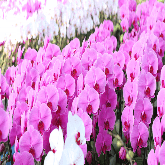 胡蝶蘭（ファレノプシス）の基礎知識】胡蝶蘭の育て方｜胡蝶蘭専門店