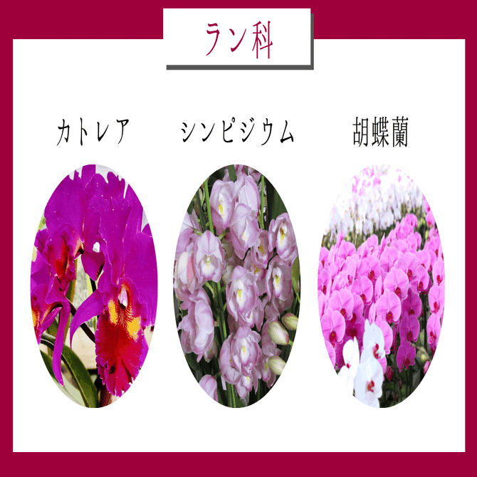 胡蝶蘭（ファレノプシス）の基礎知識】胡蝶蘭の育て方｜胡蝶蘭専門店