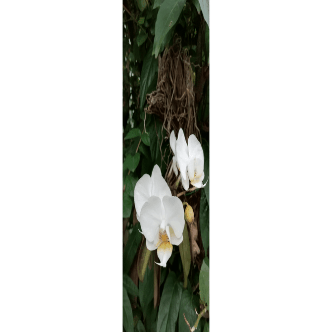 胡蝶蘭（ファレノプシス）の基礎知識】胡蝶蘭の育て方｜胡蝶蘭専門店