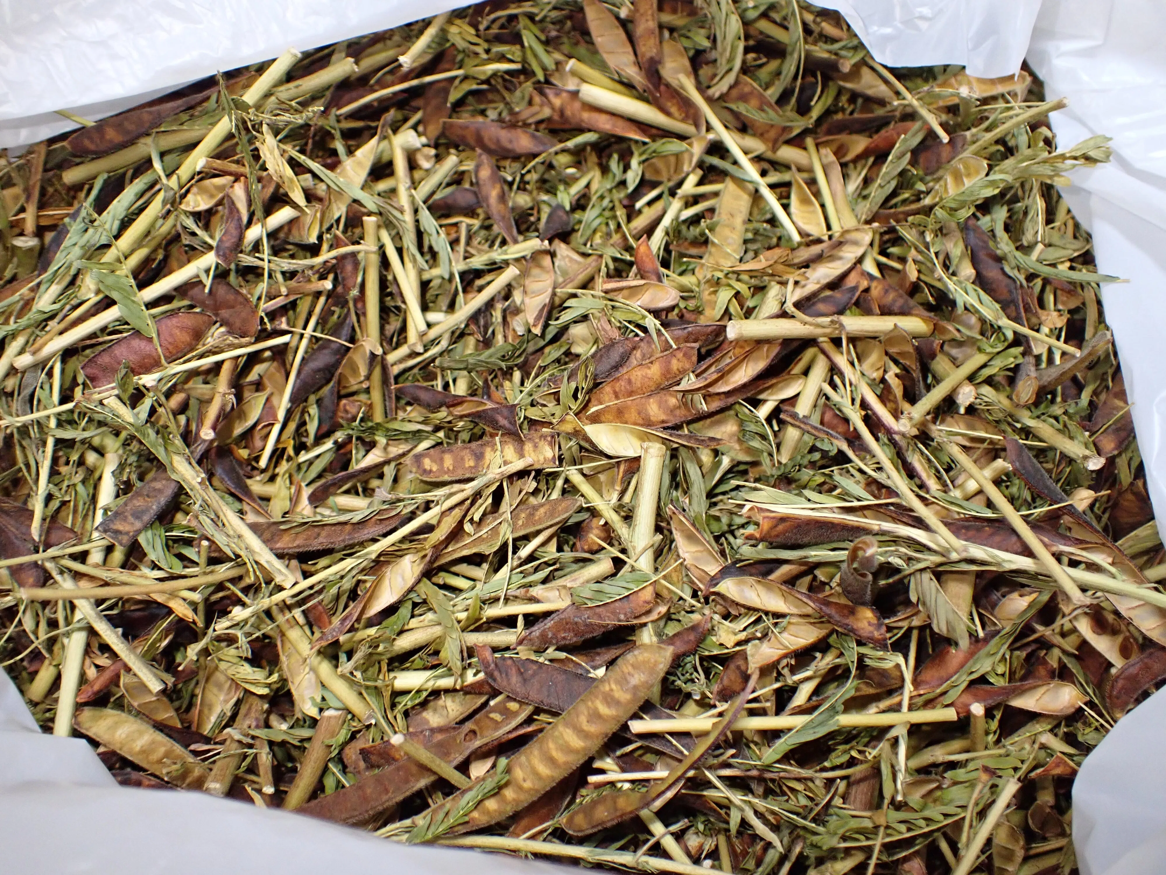 きし豆茶探訪記➀ ～きし豆茶とは～｜岡田 遼太郎
