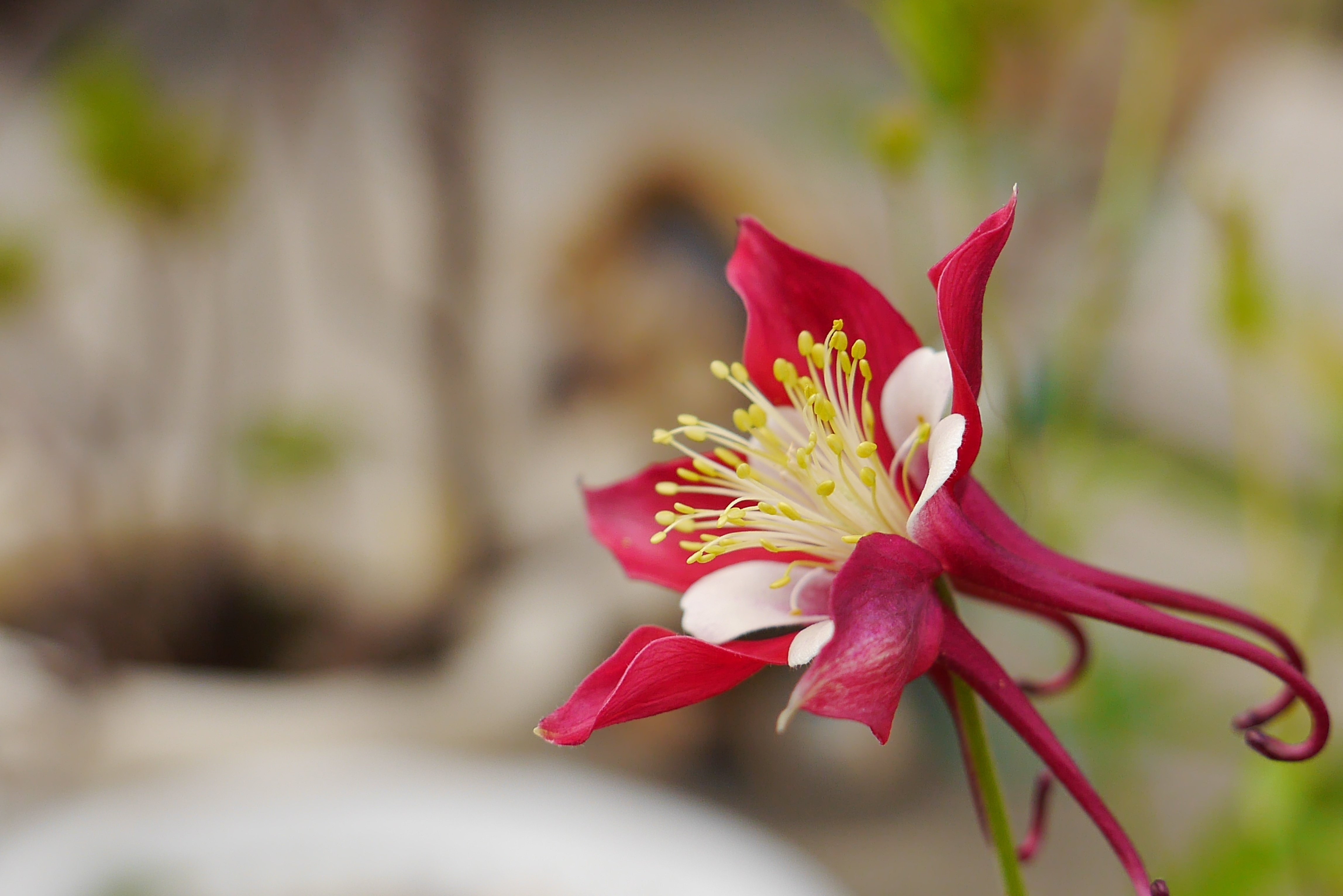 赤いオダマキの花 中岡 はじめ Note