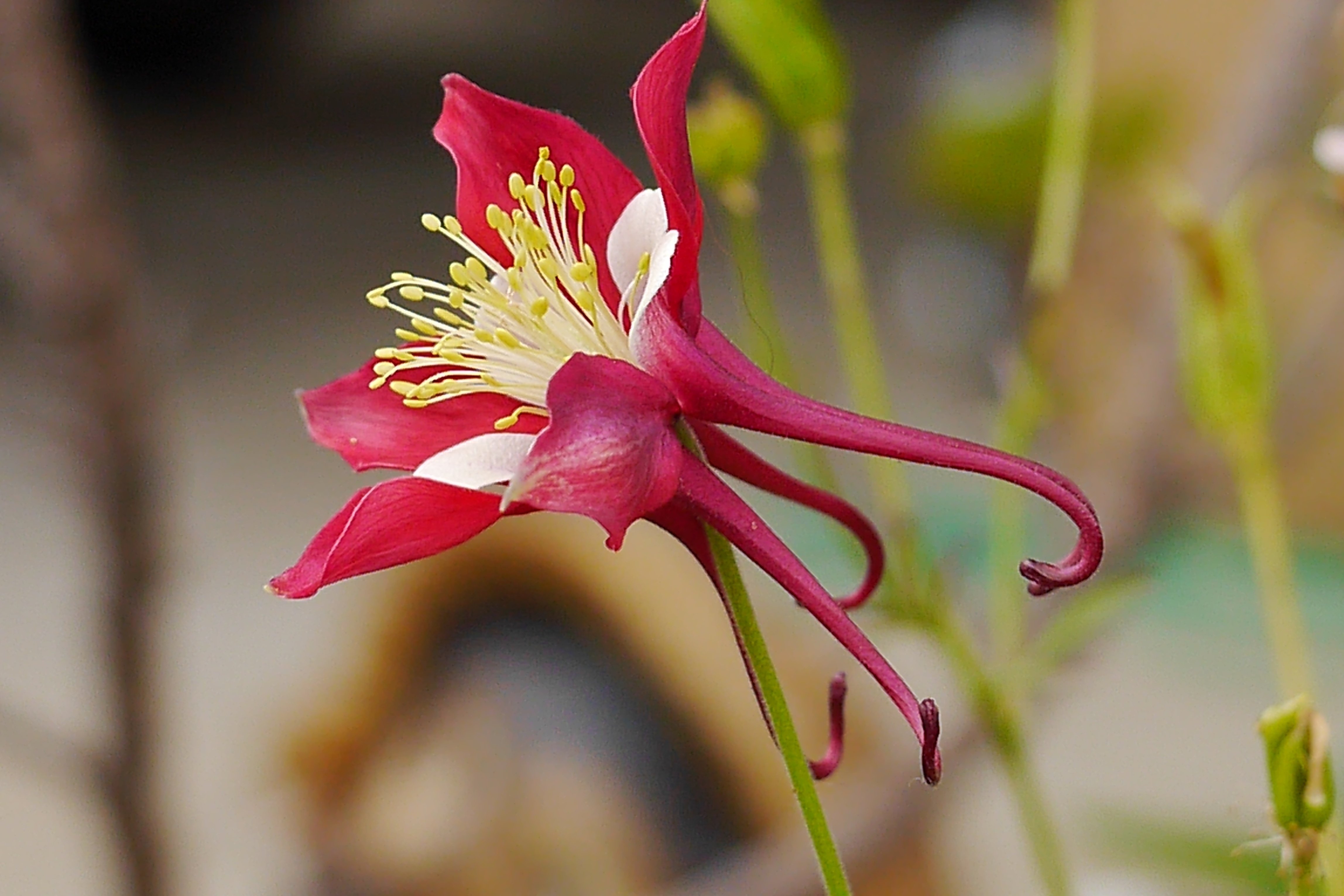 赤いオダマキの花 中岡 はじめ Note