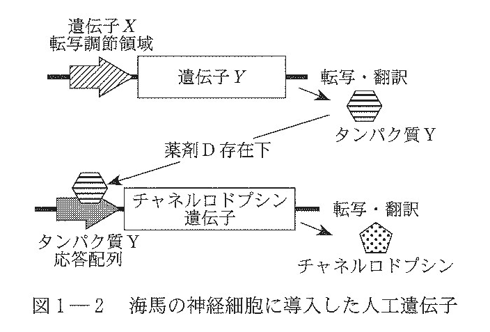 東大生物2022第1問: 海馬エングラムの活性化は恐怖記憶の想起に
