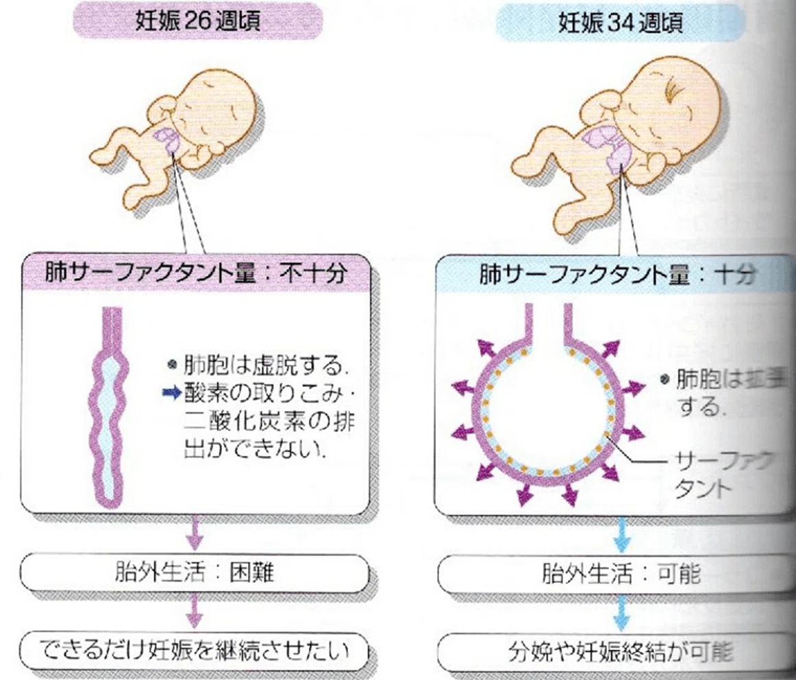 【妊娠中の胎児発生解説note】⑥34週の壁、肺が …