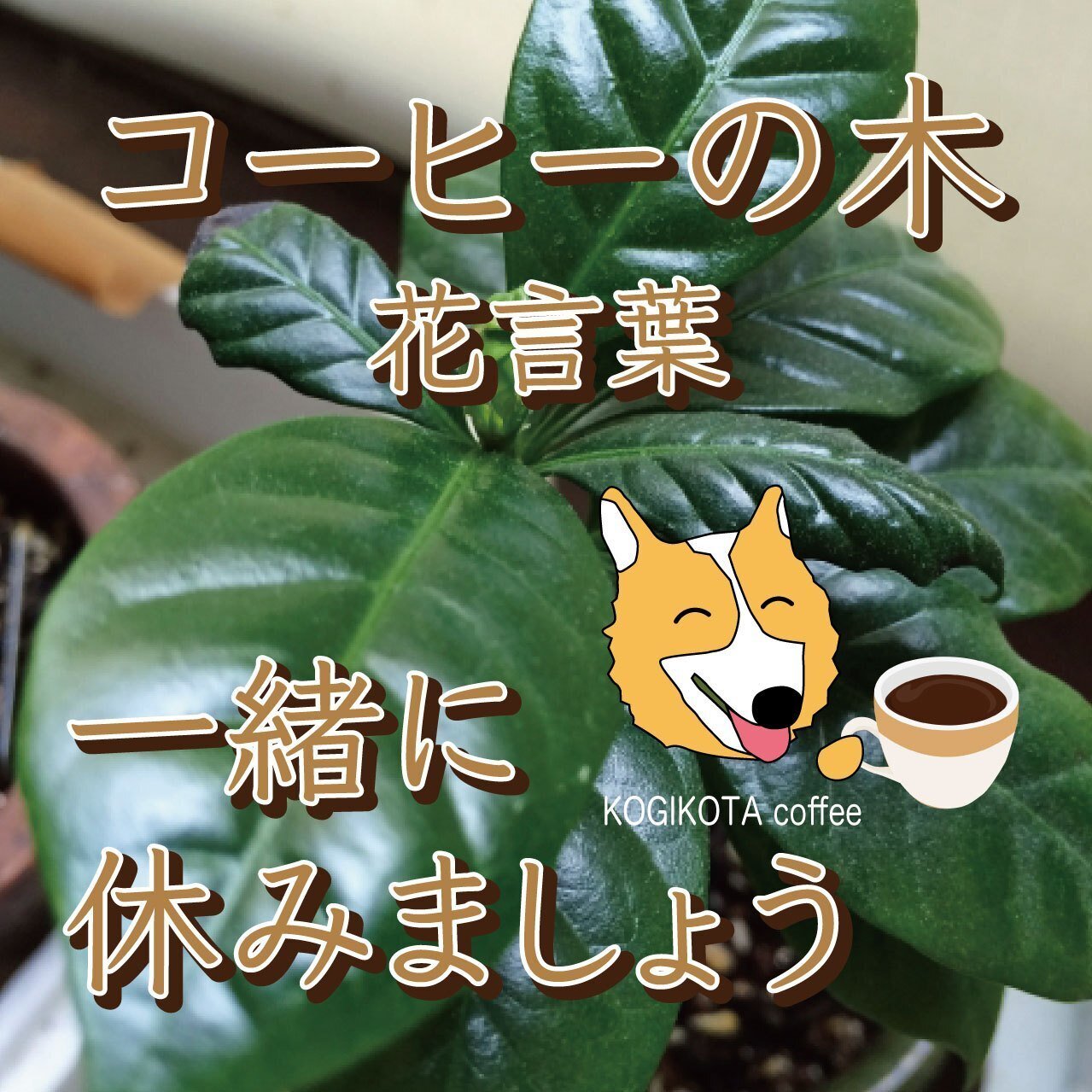 コーヒーの木の花言葉 Kogikota Note