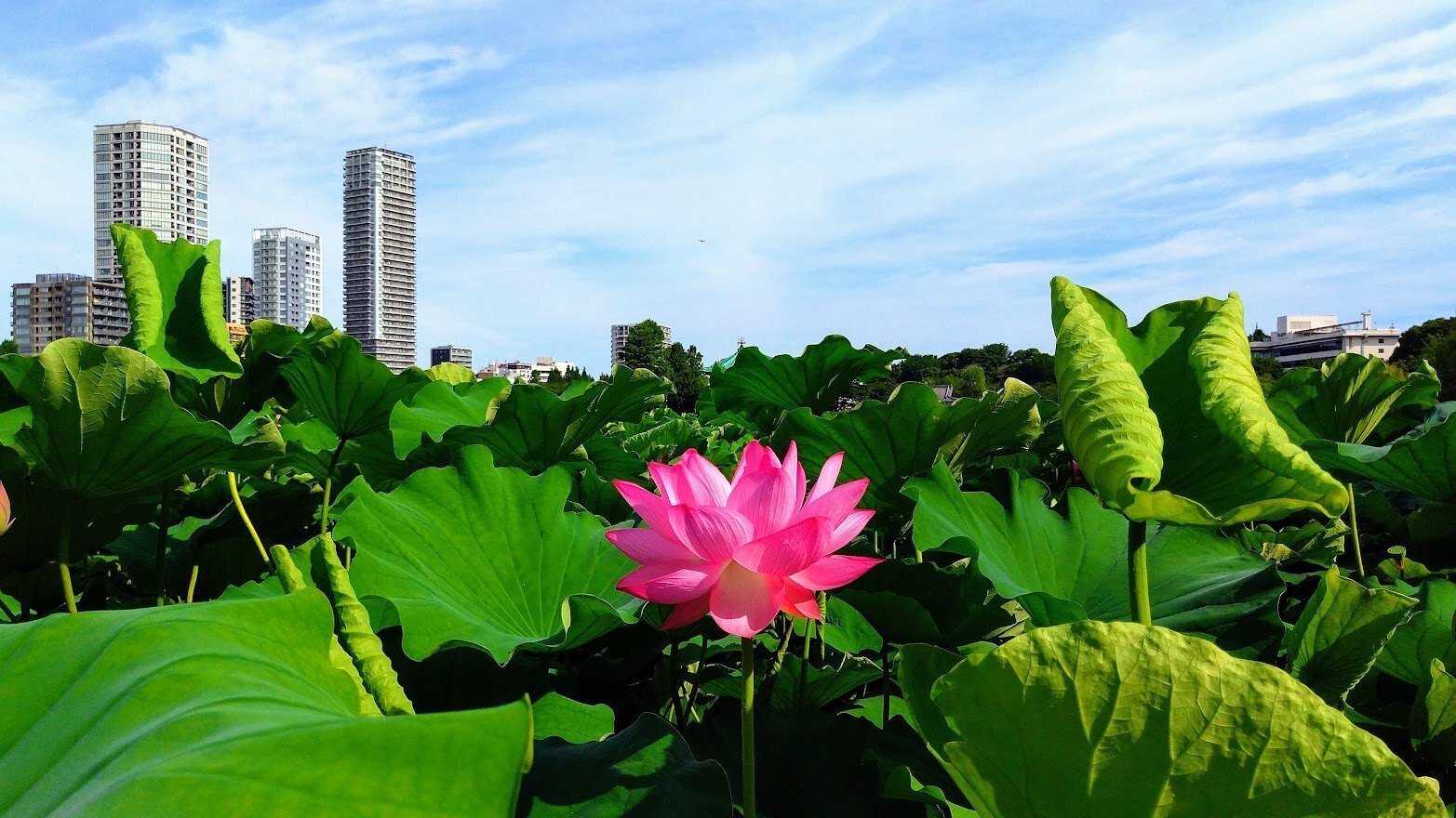東京「上野・不忍池の蓮 2022」 【四季折々の花、草木】〈名所編 その