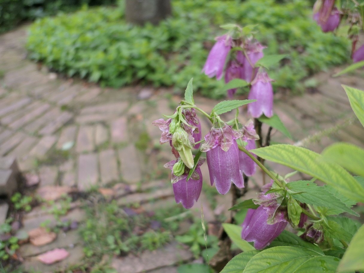 ７月１０日の誕生花 ホタルブクロ 気楽な散歩 Note