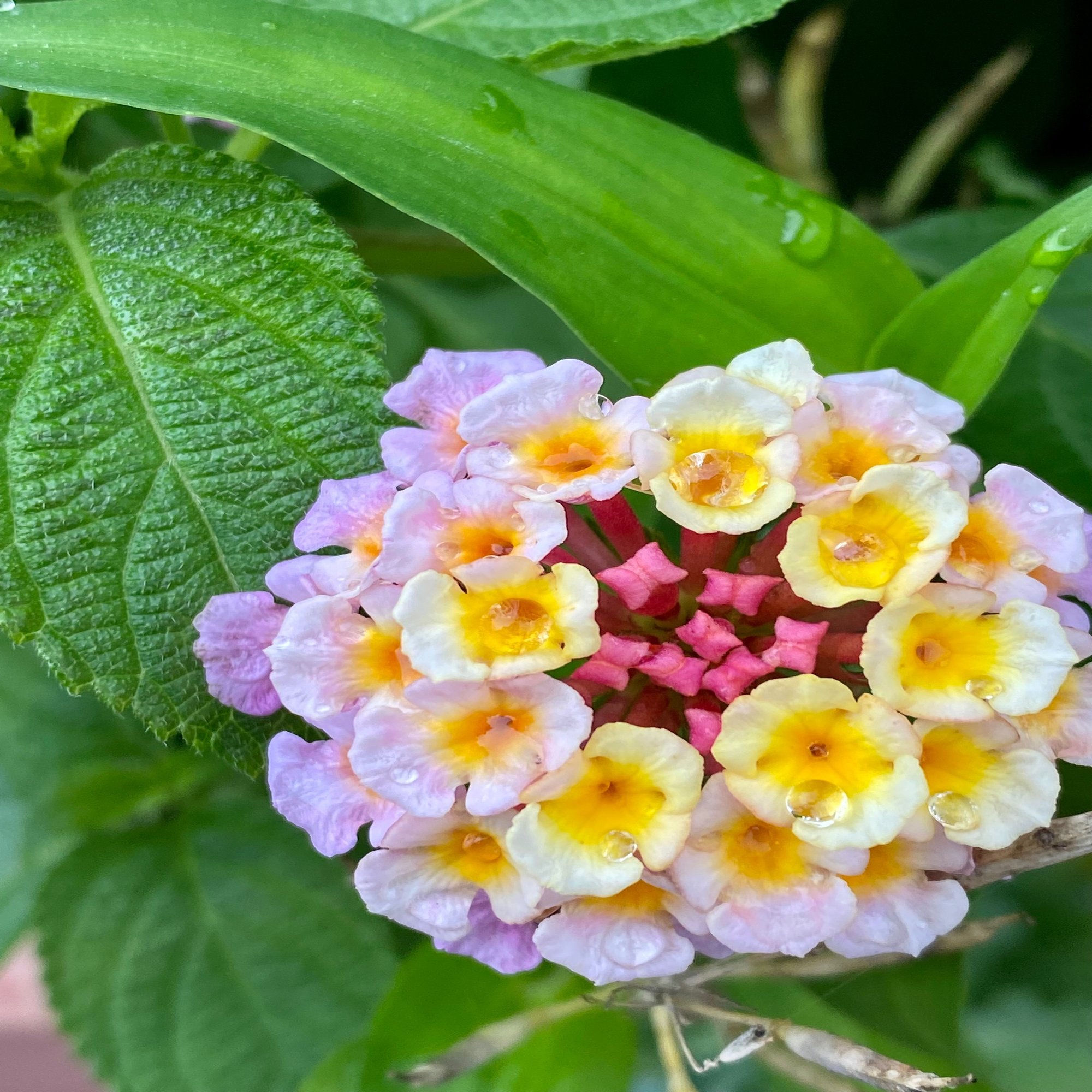 夏の庭からー七変化する ランタナ の花と地球温暖化の影響 Haco ガーデンプランナー 庭のある暮らし植物のある暮らし Note