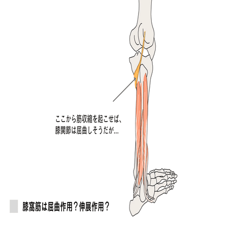 膝窩筋の機能解剖 ー本当に後方インピンジメントに関与しているのか ー たくみロドリゲス 理学療法士 Note