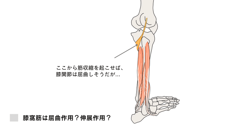 膝窩筋の機能解剖 ー本当に後方インピンジメントに関与しているのか ー たくみロドリゲス 理学療法士 Note 膝窩筋の機能解剖 ー本当に後方インピンジメントに関与しているのか ー たくみロドリゲス 理学療法士 Note