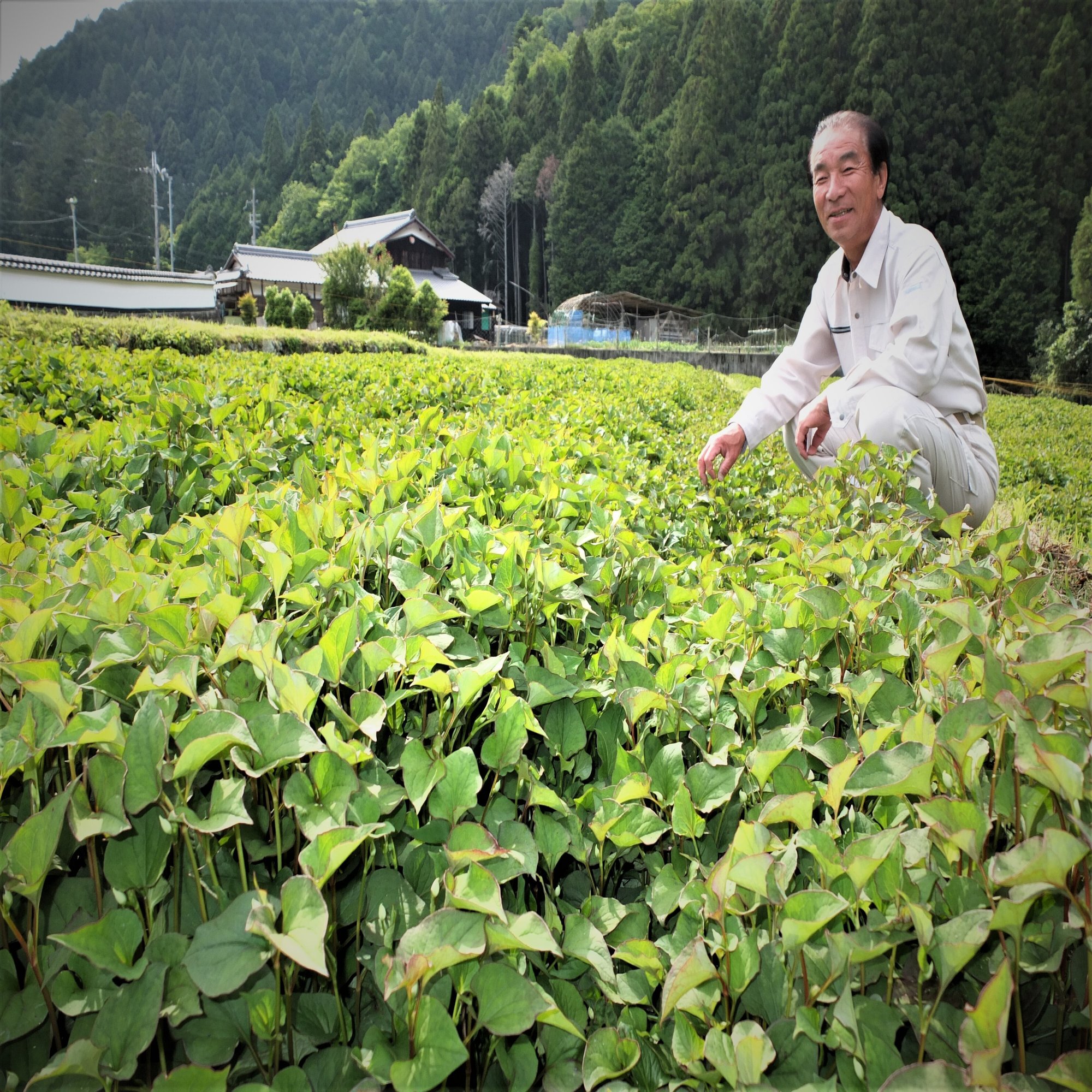 獣害 耕作放棄地対策でドクダミ 産地化へ品質の確保と収益性が鍵 Ja全中 Note編集部 Note