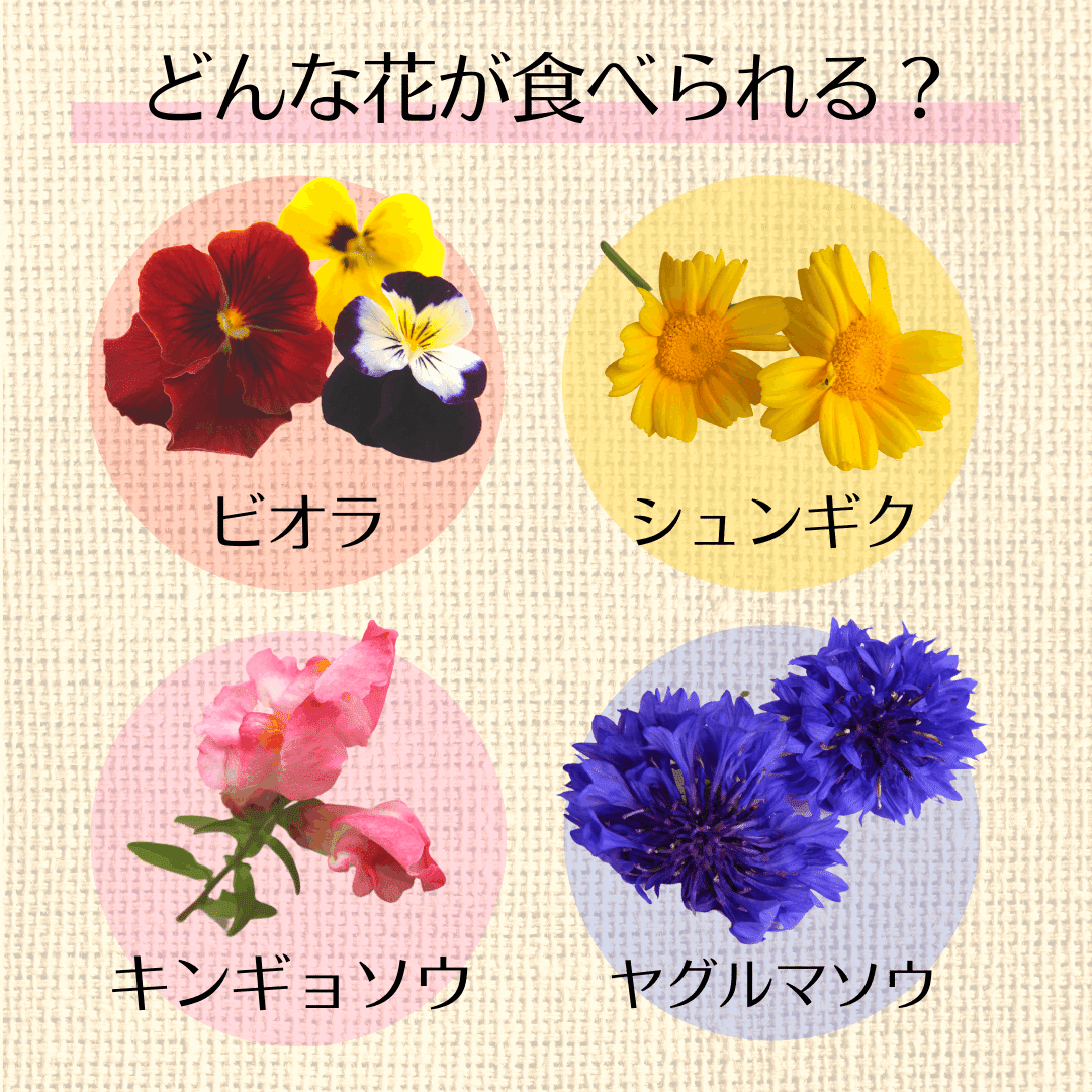 少し加えるだけで華やかな気分 エディブルフラワー 中国地方に専門