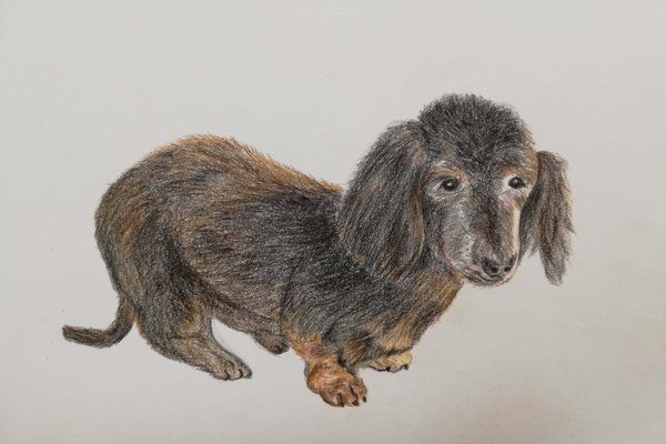 犬イラスト の新着タグ記事一覧 Note つくる つながる とどける