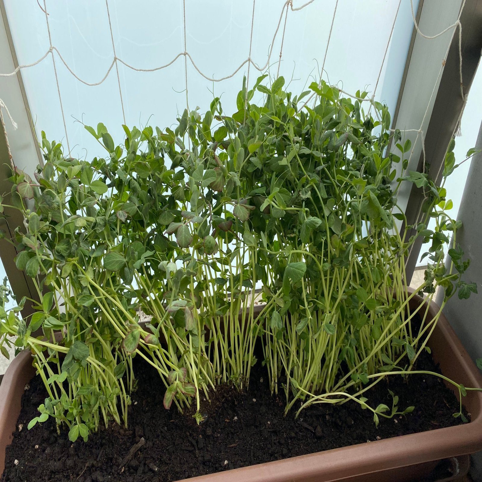 野菜がリボーンする リボベジ生活のすすめ みたすくらす 東海の地産情報を地元クリエイターがお届け