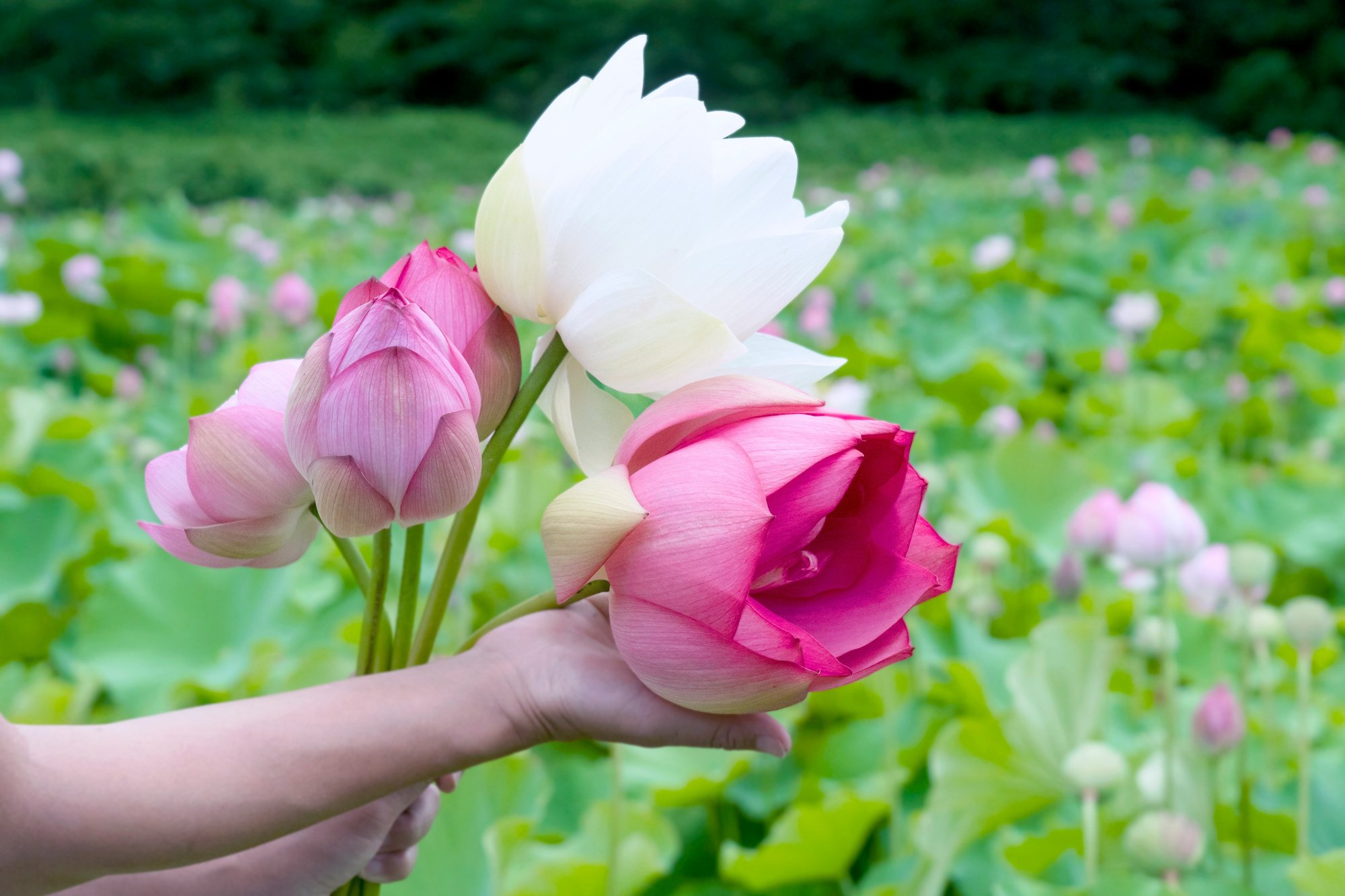 蓮の花 の生命力と想いを込めて みたすくらす 東海の地産情報を地元クリエイターがお届け 蓮の花 の生命力と想いを込めて みたすくらす 東海の地産情報を地元クリエイターがお届け