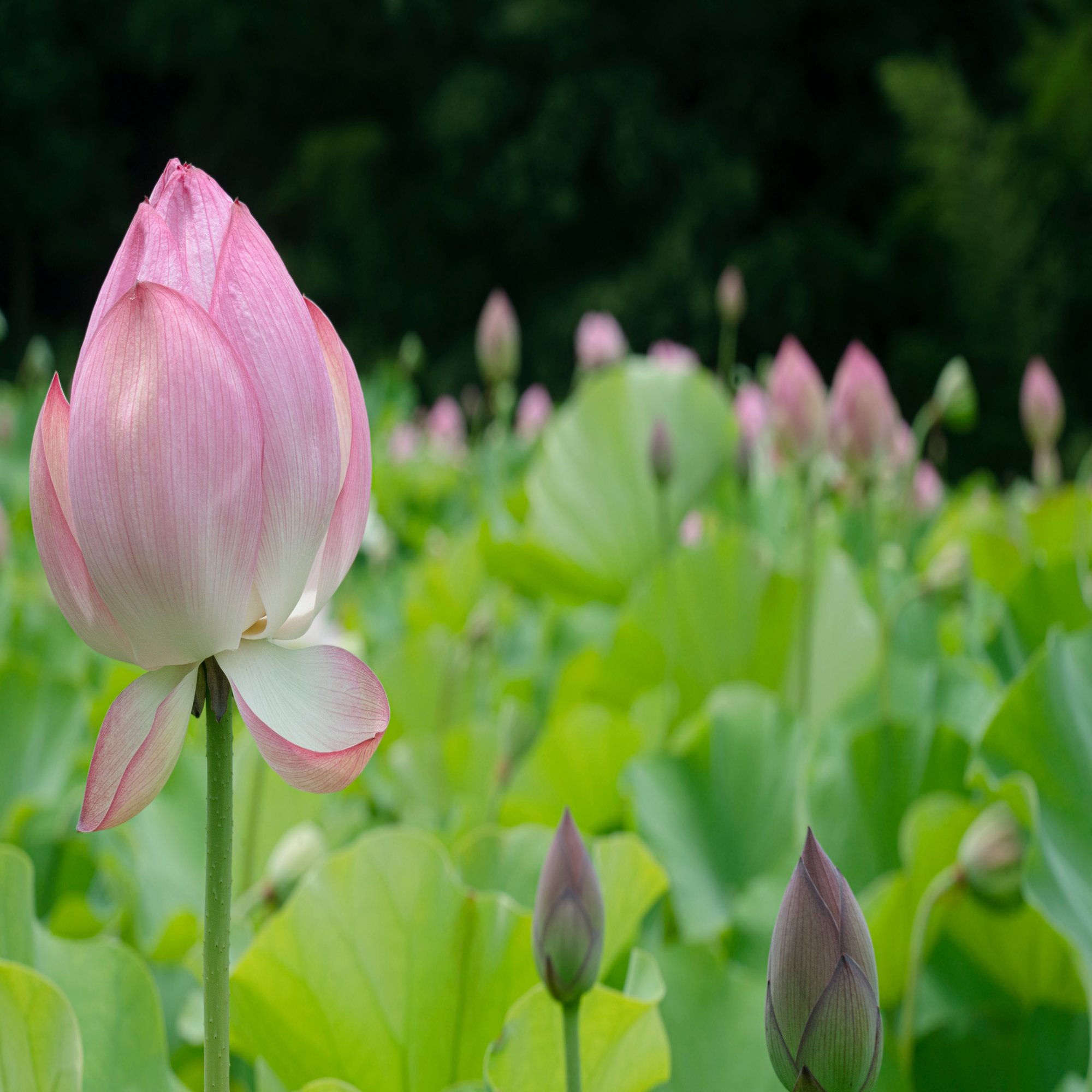 蓮の花 の生命力と想いを込めて みたすくらす 東海の地産情報を地元クリエイターがお届け