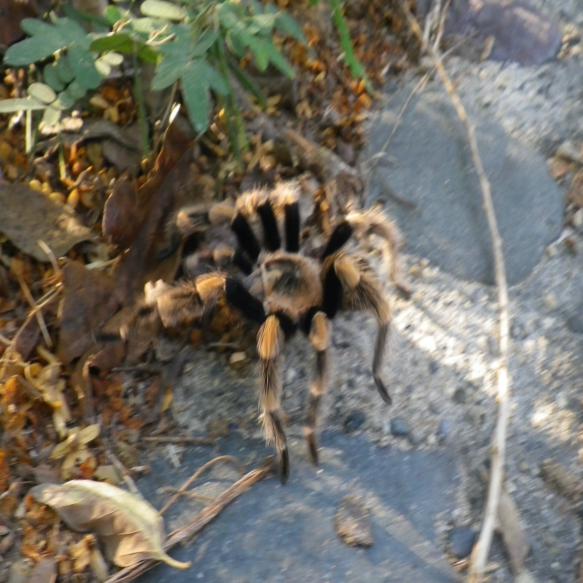 94 危険な生き物 2 週刊 Casa Arkadia の作り方 メキシコで 家を作っています Note